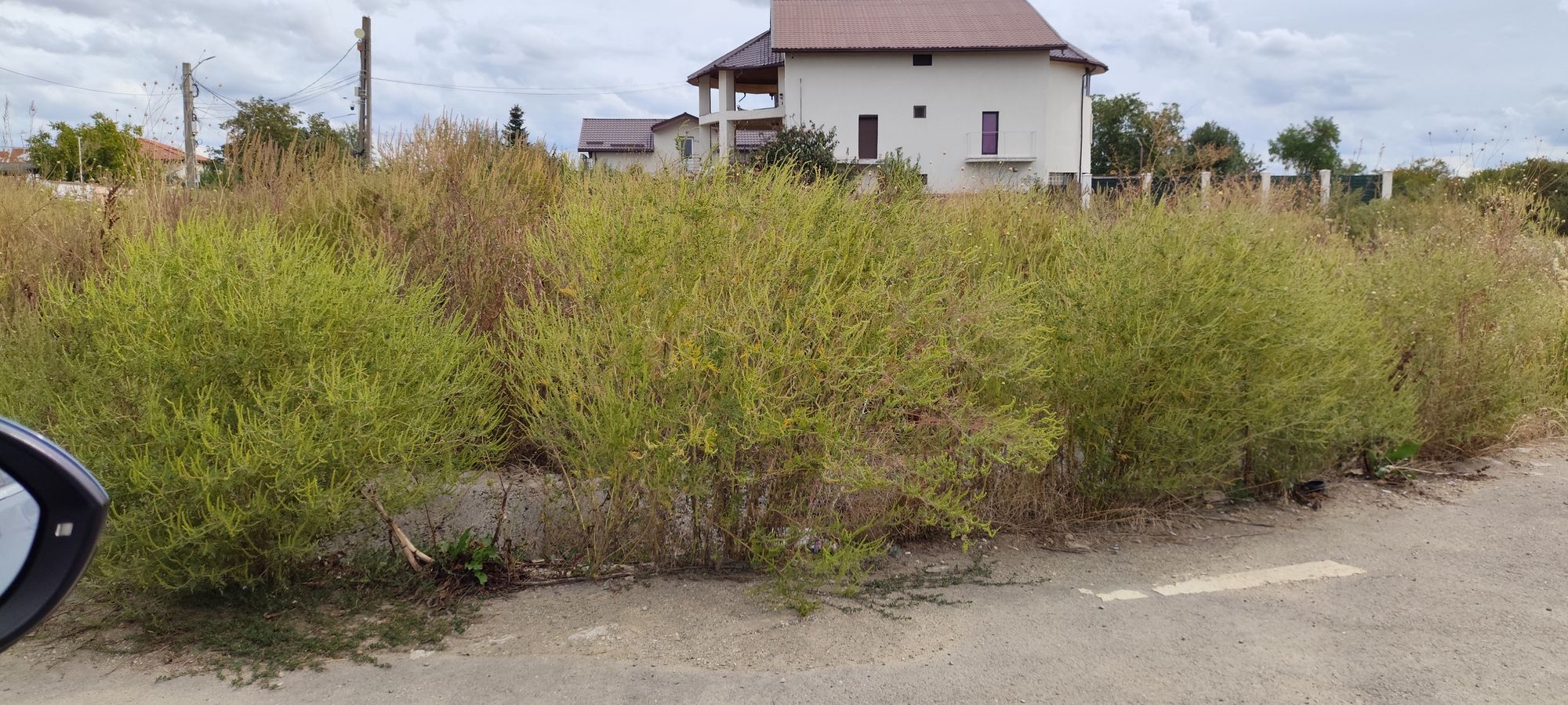 Ambrozie in Căldăraru, Comuna Cernica, Județul Ilfov - 1000045417.jpg