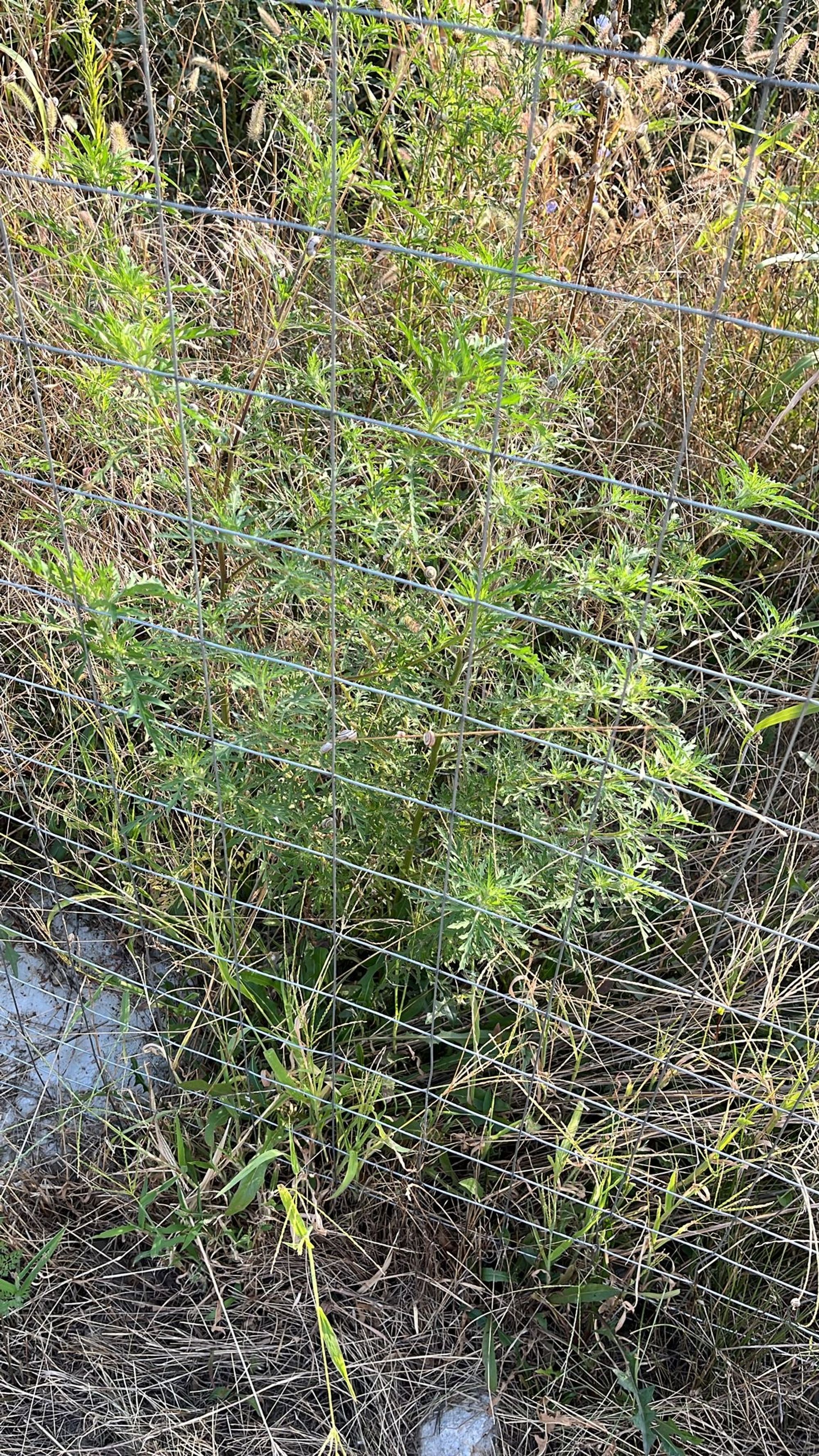 Ambrozie in Strada Nichita Stănescu 10, Otopeni, Oraş Otopeni, Județul Ilfov - 1617409e-fe67-4e1d-b0cc-fb0ae739a763.jpeg