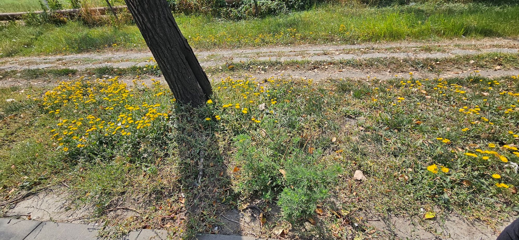 Ambrozie in Iași, Municipiu Iaşi, Județul Iași - Amb1.jpg