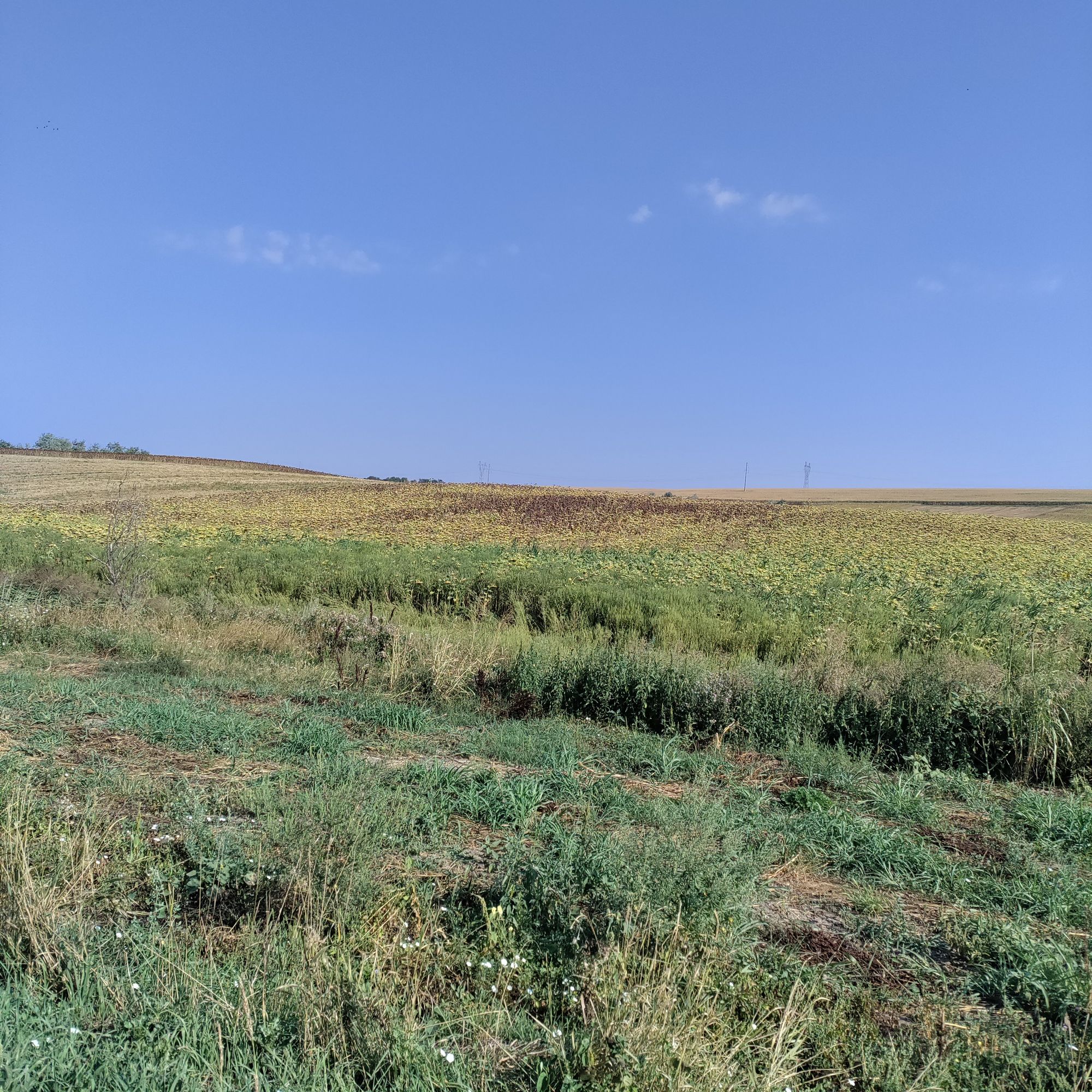 Ambrozie in Podu Iloaiei, Iași County - IMG_20230821_093643.jpg