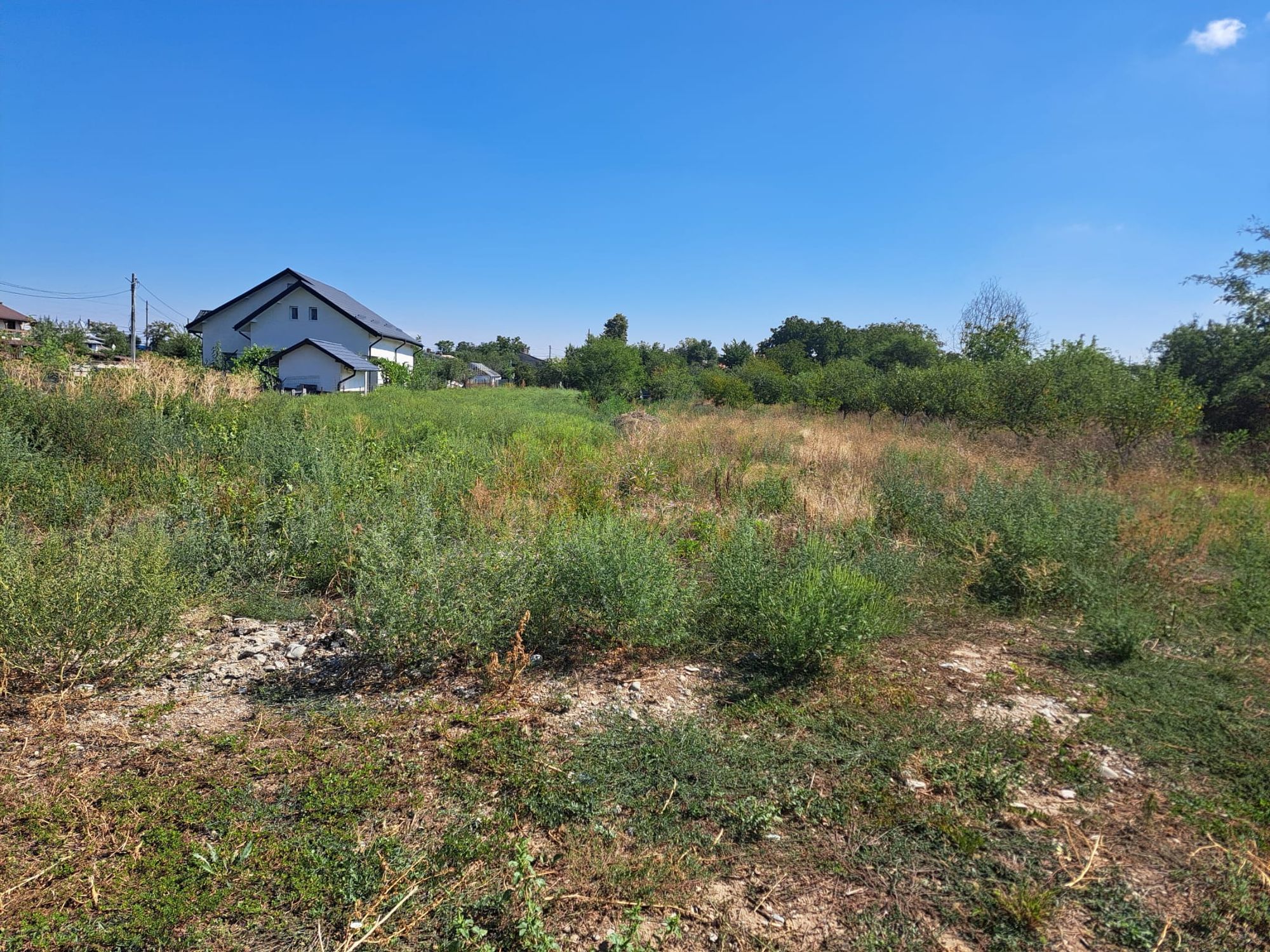Ambrozie in Strada Ulmului 1e, Dragomirești-Deal, Comună Dragomireşti-vale, Județul Ilfov - IMG-20250901-WA0032.jpg