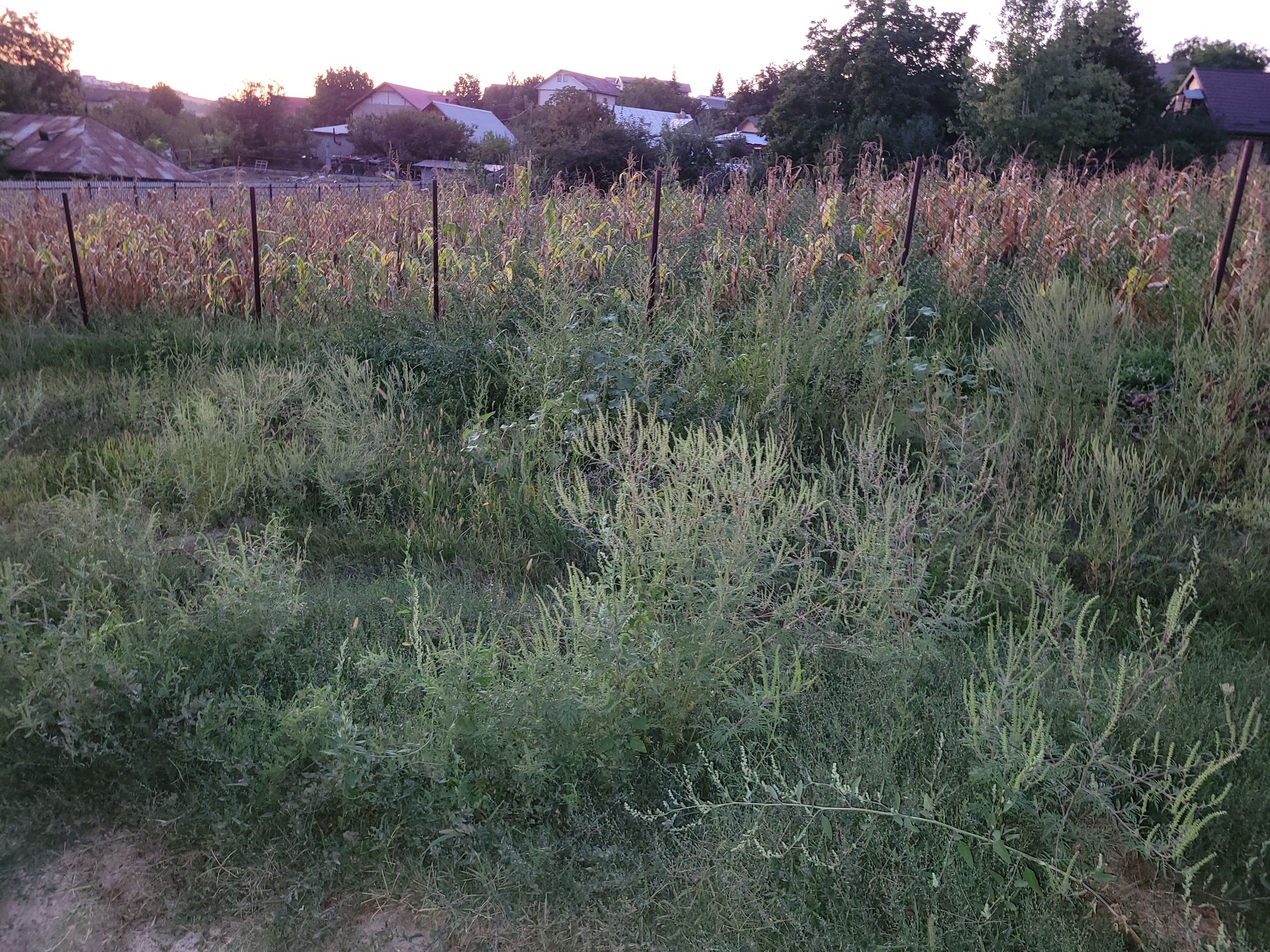 Ambrozie in Strada Veche 158, Valea Adâncă, Comuna Miroslava, Județul Iași - 1000014603.jpg