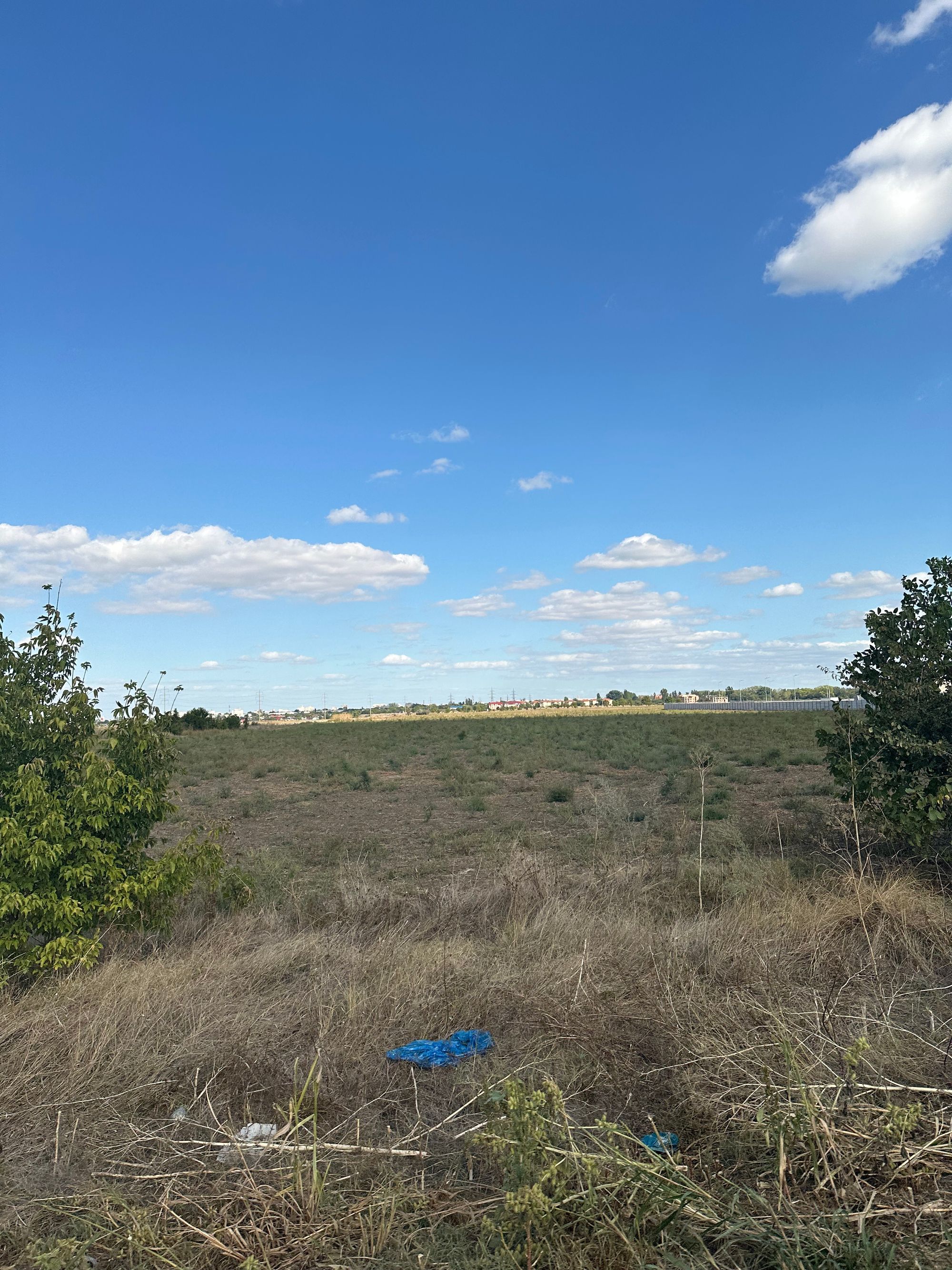 Ambrozie in Brăila, Județul Brăila - IMG_7056.jpeg