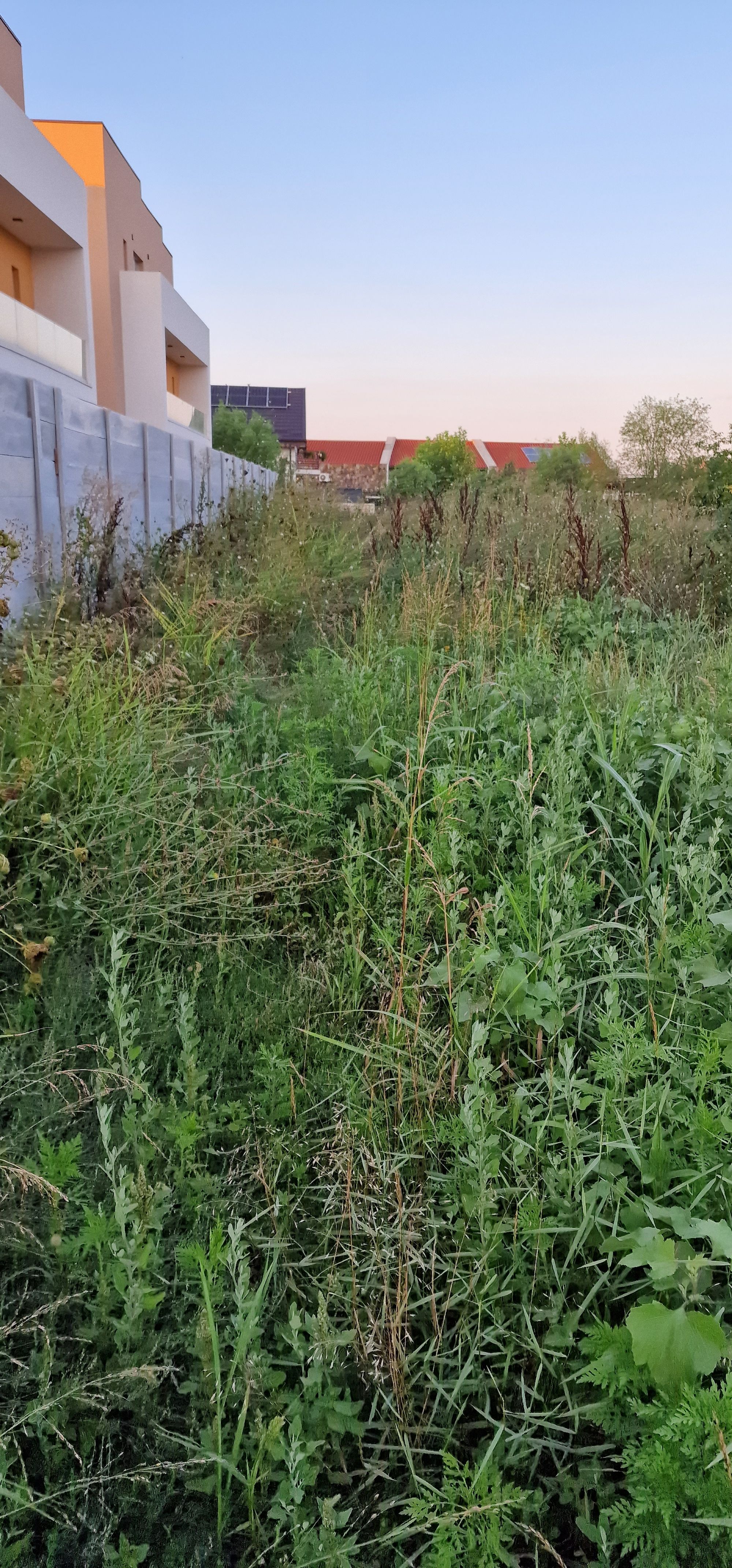 Ambrozie in Strada Toamnei 19, Ostratu, Comuna Corbeanca, Județul Ilfov - 20240727_201900.jpg