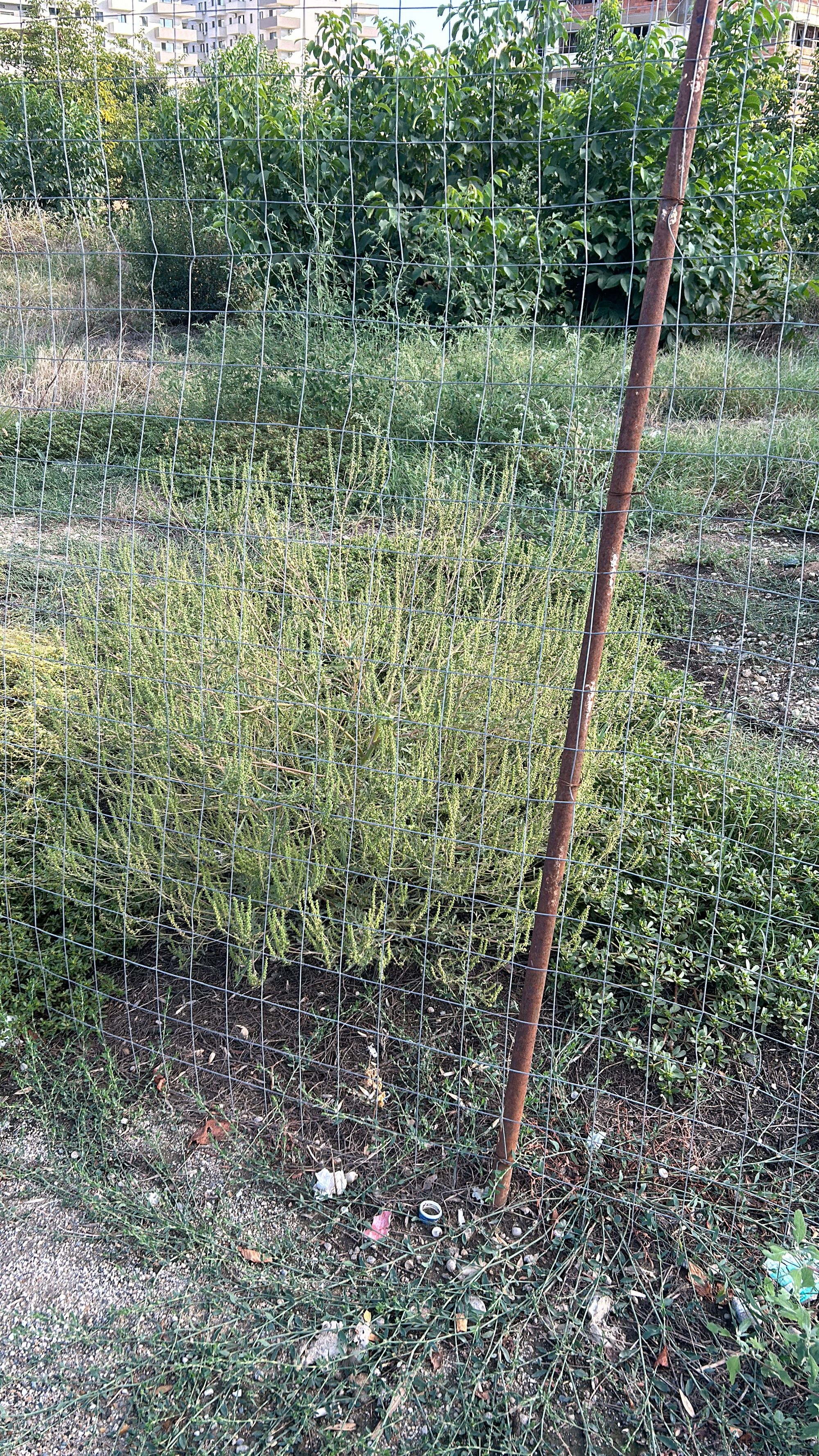 Ambrozie in Drumul Mănăstirea Văratec 1, București, Municipiul București - AEE4EA01-5E42-4707-8816-9A9CCEC61827.jpeg