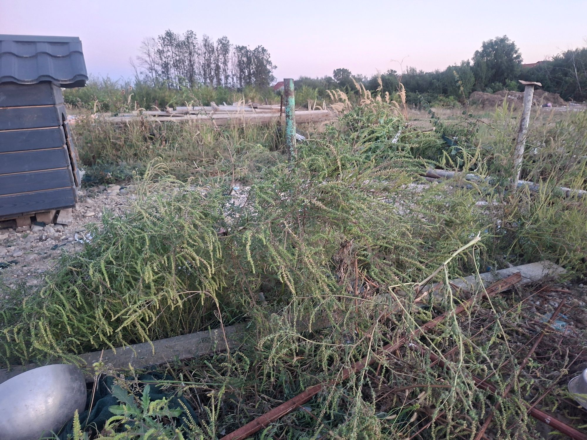 Ambrozie in DJ659 309a, Bradu, Comuna Bradu, Județul Argeș - 20250916_193601.jpg