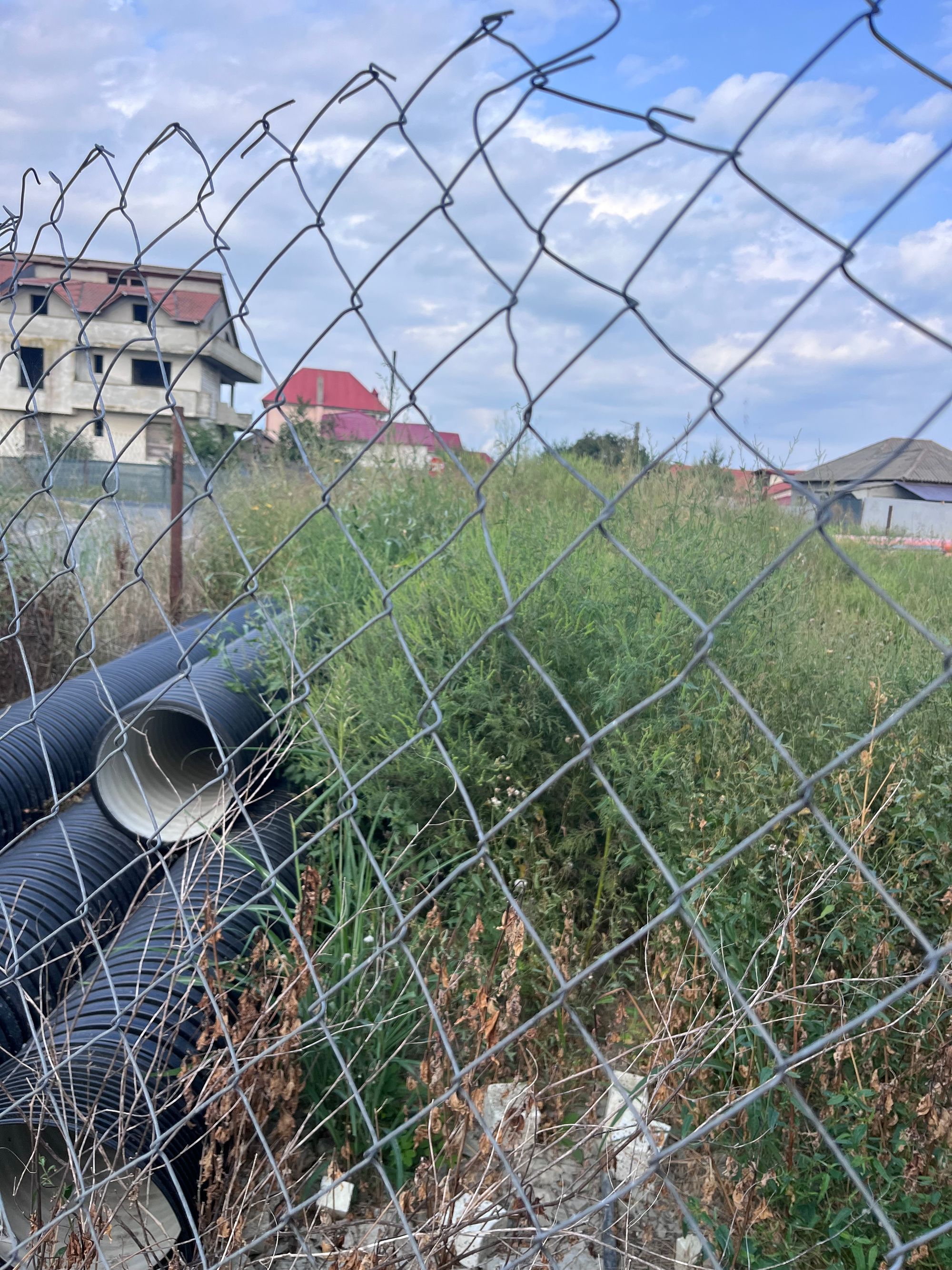 Ambrozie in Strada Lunii 12, Ovidiu, Oraș Ovidiu, Județul Constanța