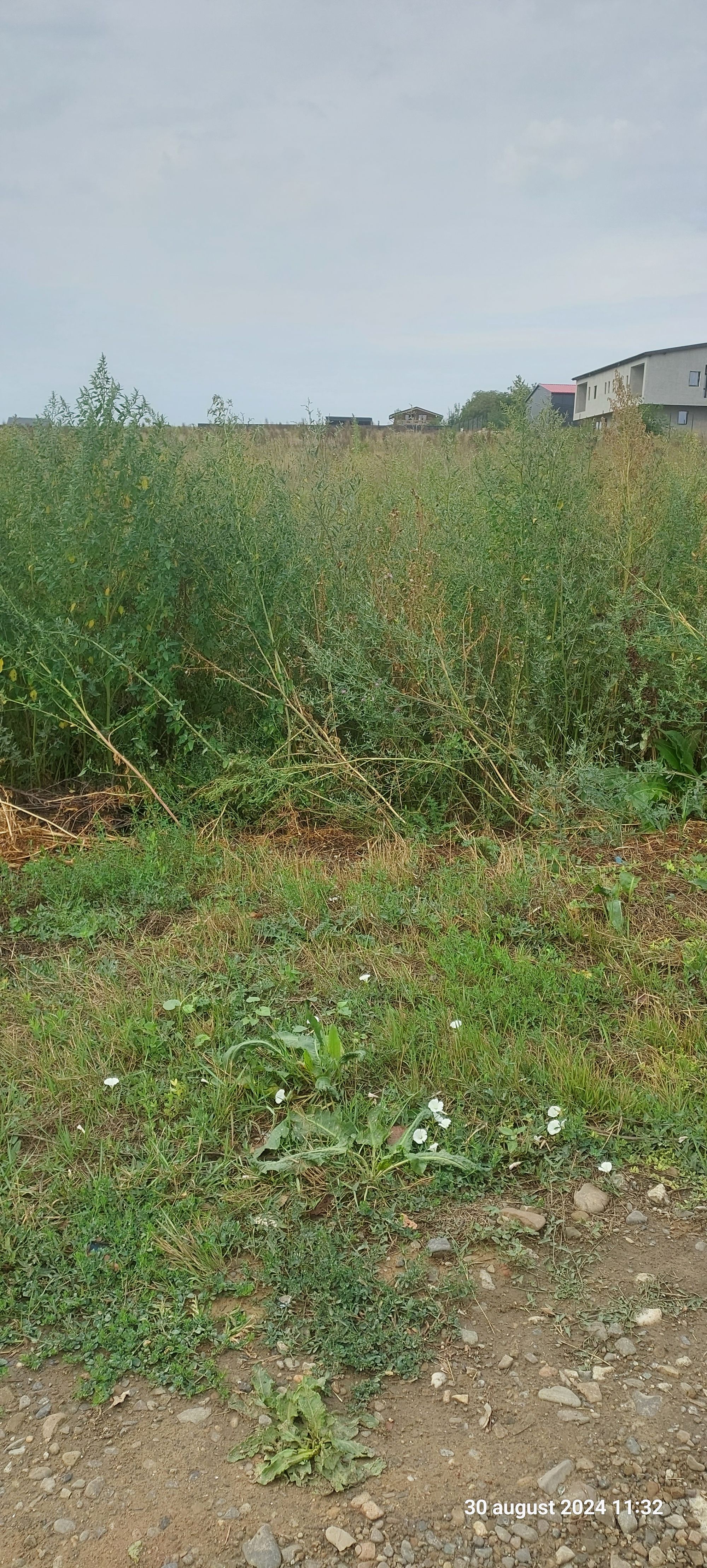 Ambrozie in Str. George Topârceanu 6, Miroslava, Comuna Miroslava, Județul Iași - inbound467031365515867814.jpg