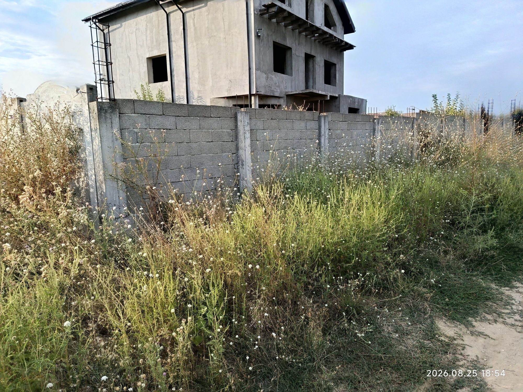 Ambrozie in Strada Micsunelelor, Dolj, Comuna Malu Mare, Județul Dolj