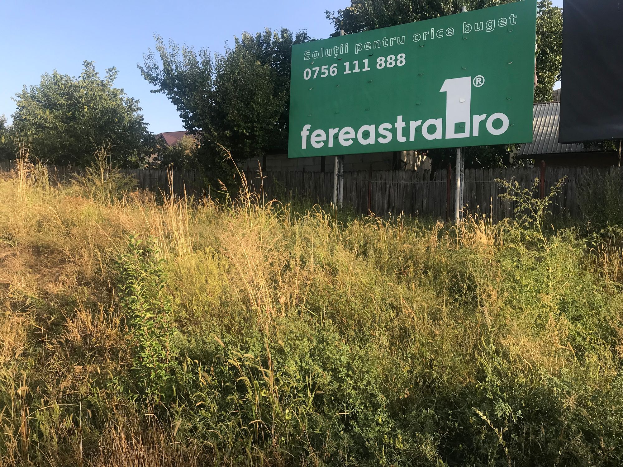 Ambrozie in Centura Iași 7, Comuna Ciurea, Județul Iași - EC6828DC-1D83-4304-B17C-ADC042262416.jpeg