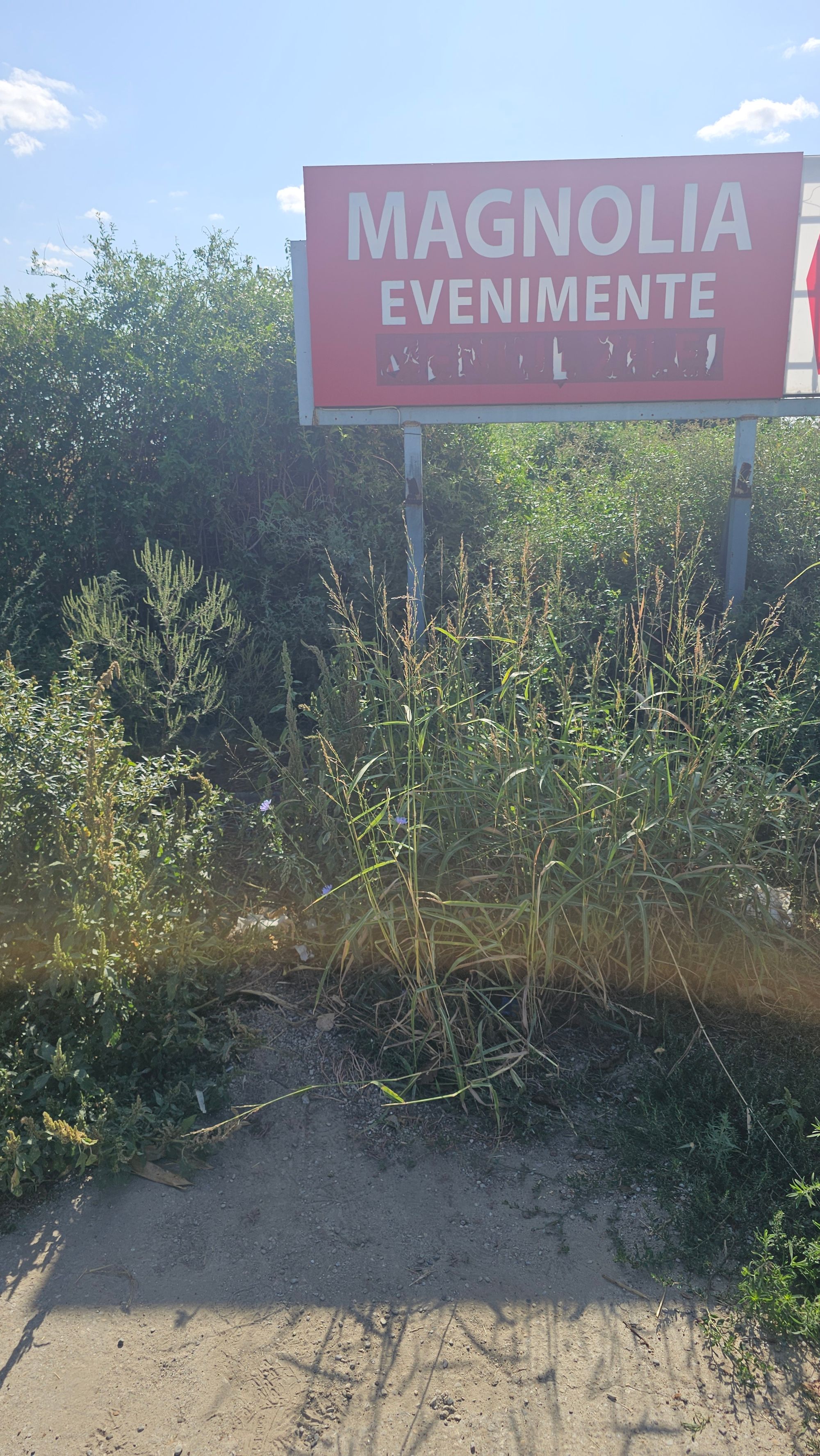 Ambrozie in Șoseaua Brăilei nr 45, Buzău, Municipiu Buzău, Județul Buzău - 20250914_104059.jpg