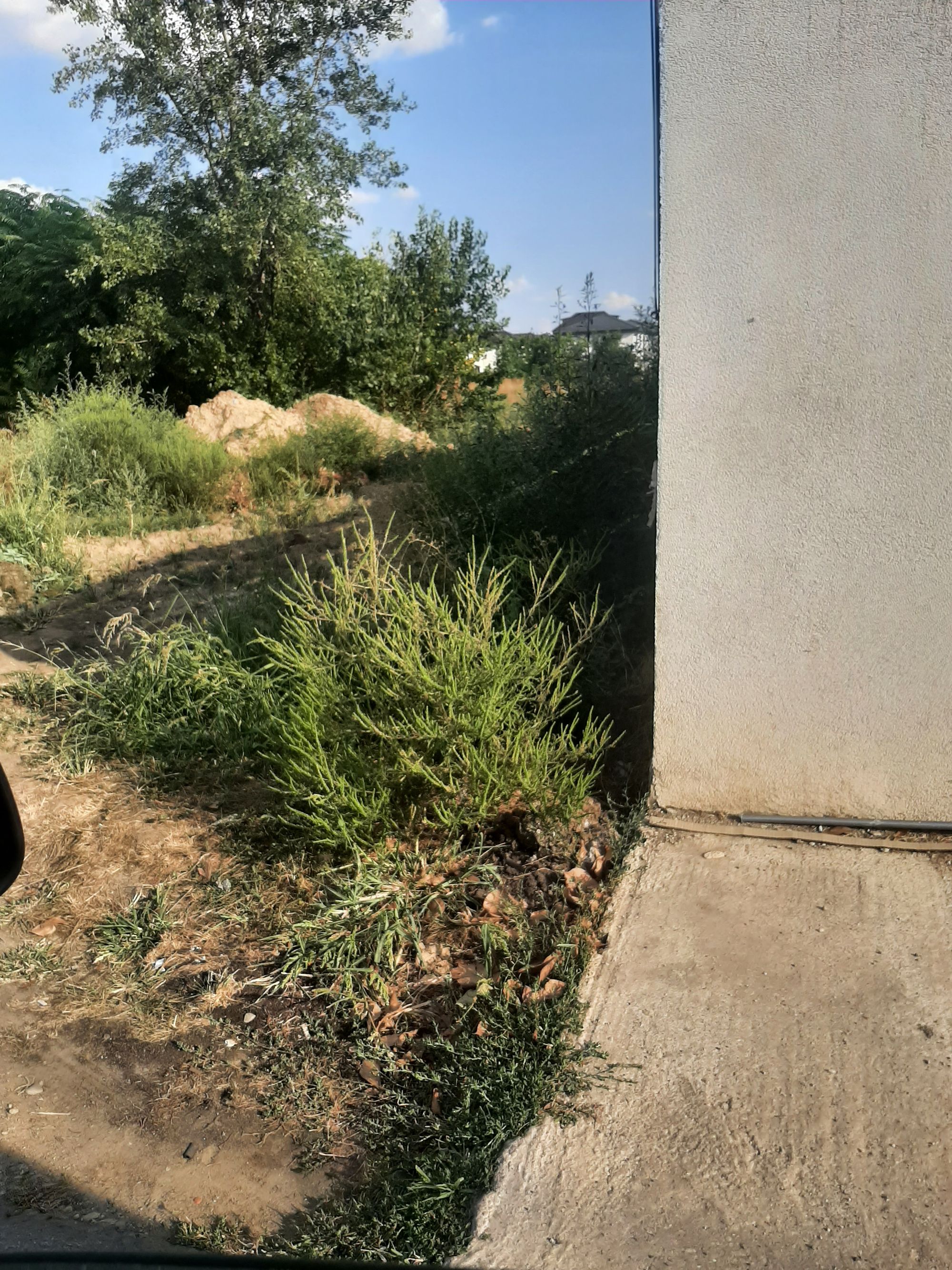 Ambrozie in Strada Parfumului 1, Bragadiru, Oraş Bragadiru, Județul Ilfov - 20230901_173056.jpg