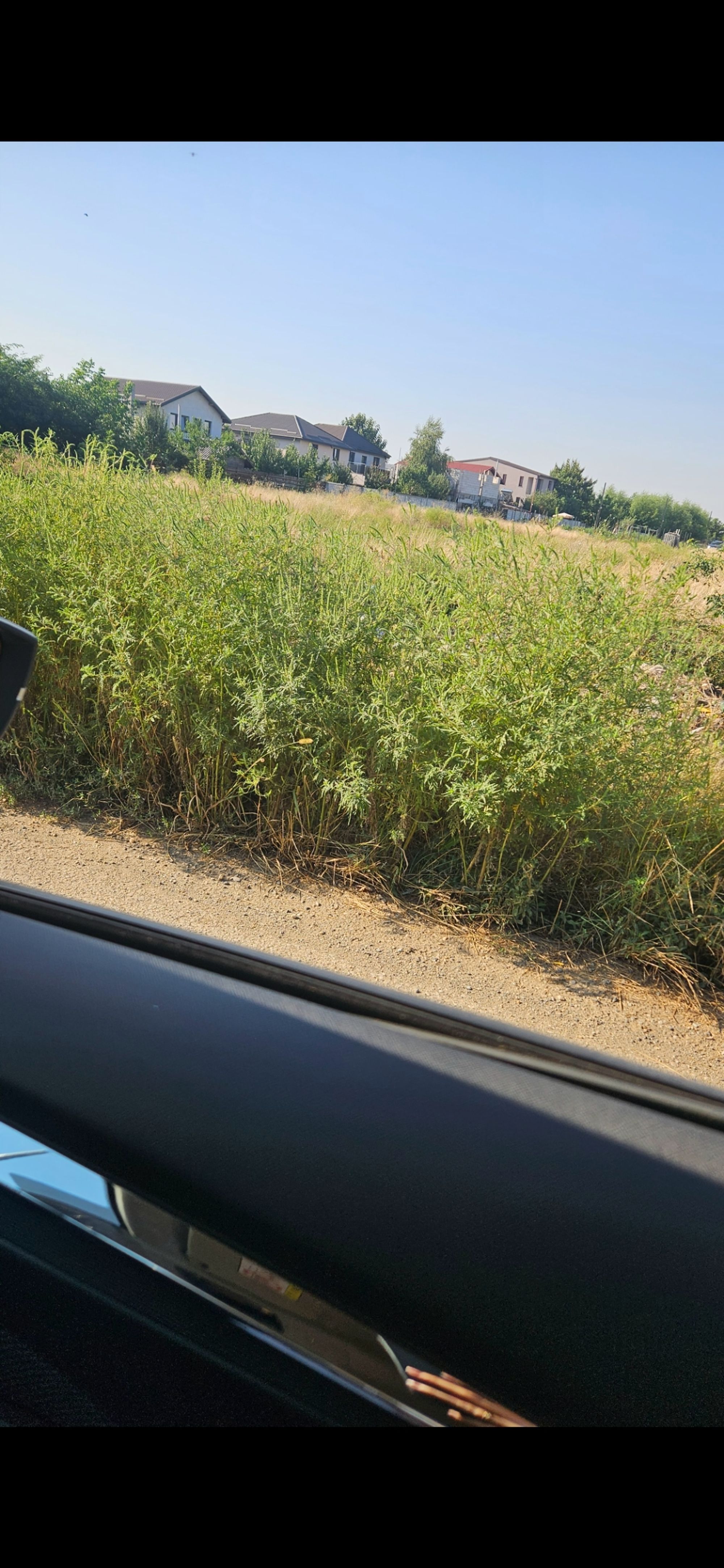 Ambrozie in Str. Merilor 9, Jilava, Oraș Măgurele, Județul Ilfov - inbound6116369209237788627.jpg
