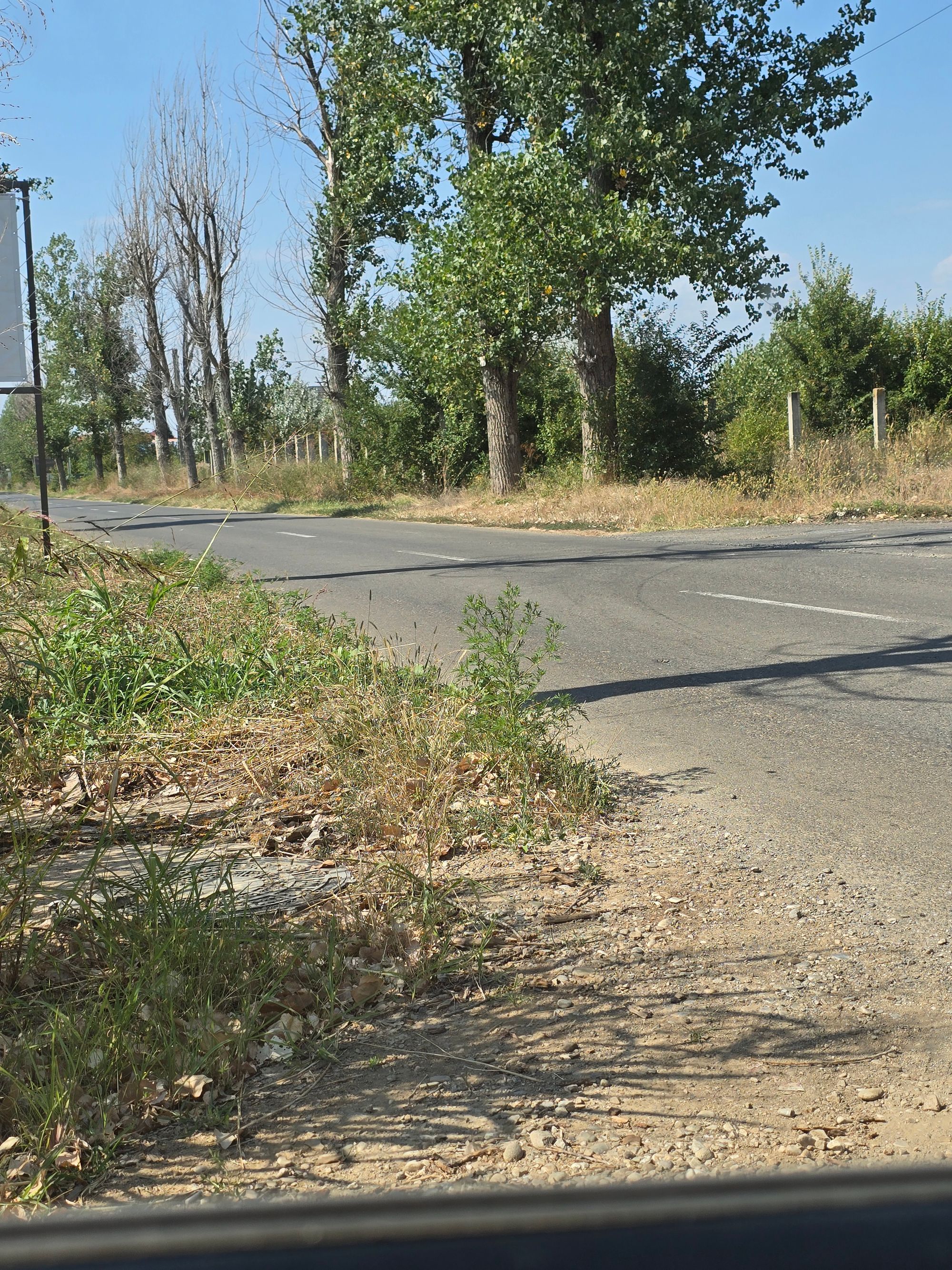 Ambrozie in Ciolpani, Comuna Ciolpani, Județul Ilfov