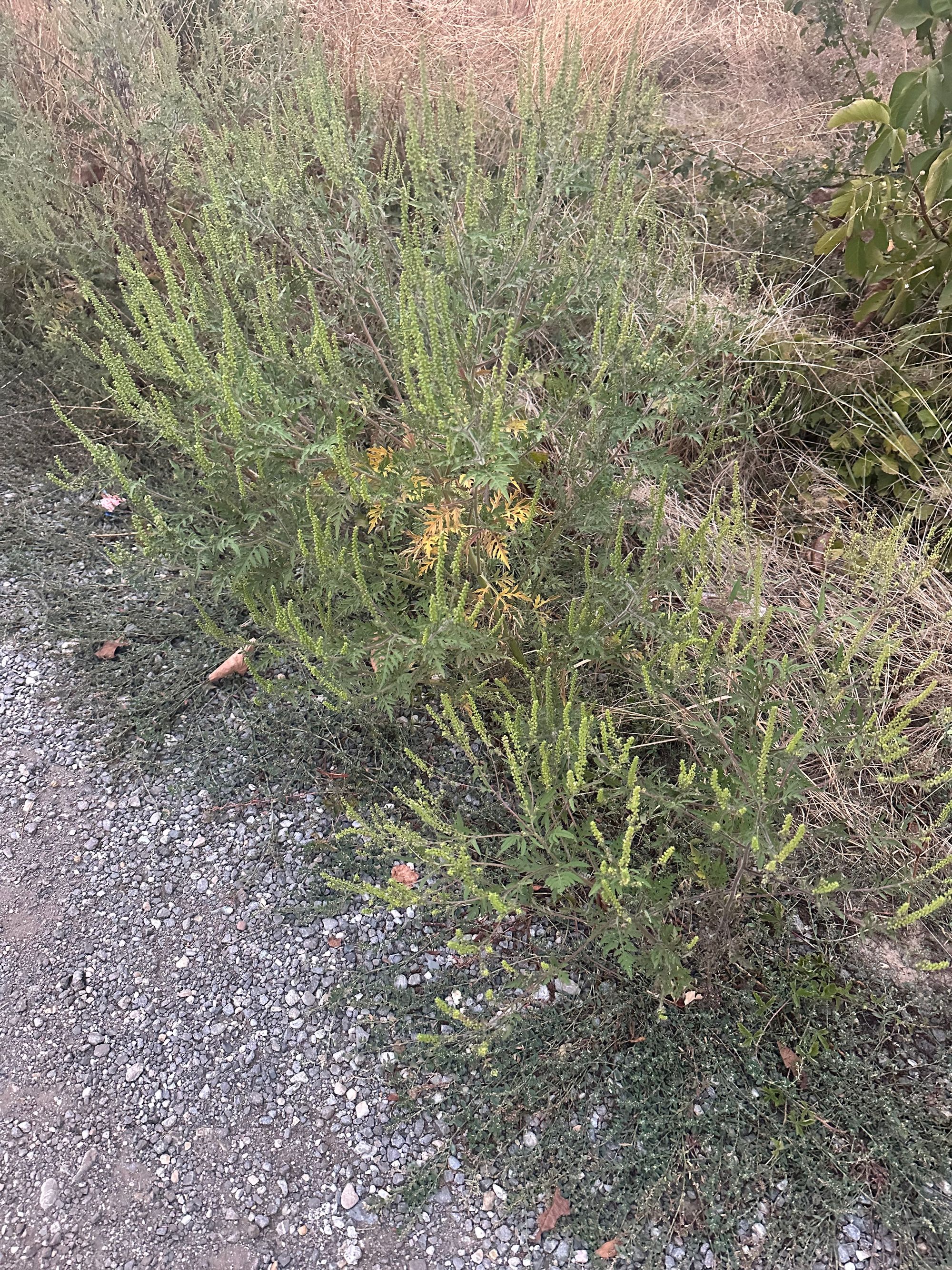 Ambrozie in Strada Mărgelelor 12a, Bragadiru, Oraş Bragadiru, Județul Ilfov