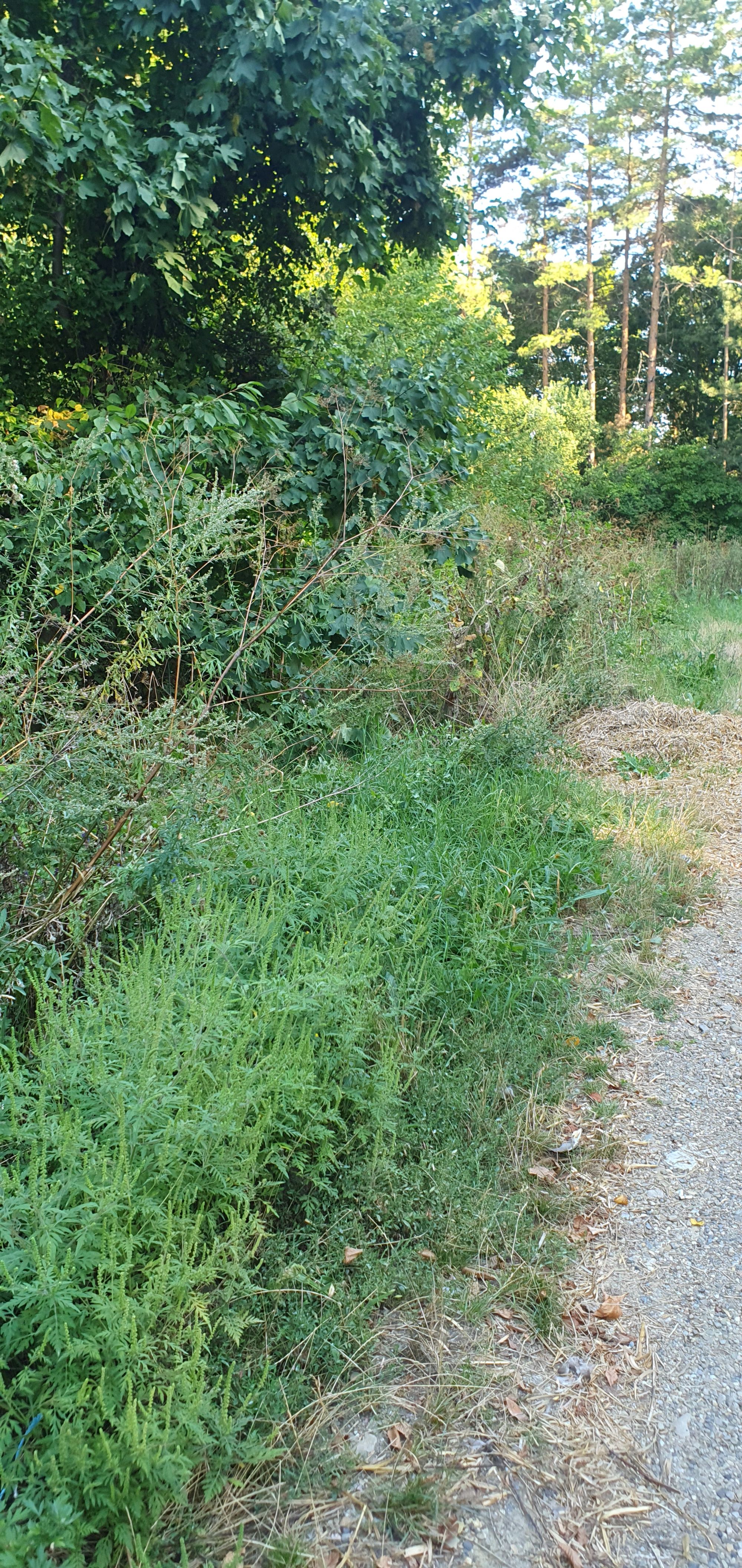 Ambrozie in E574, Comuna Luizi-Călugăra, Județul Bacău