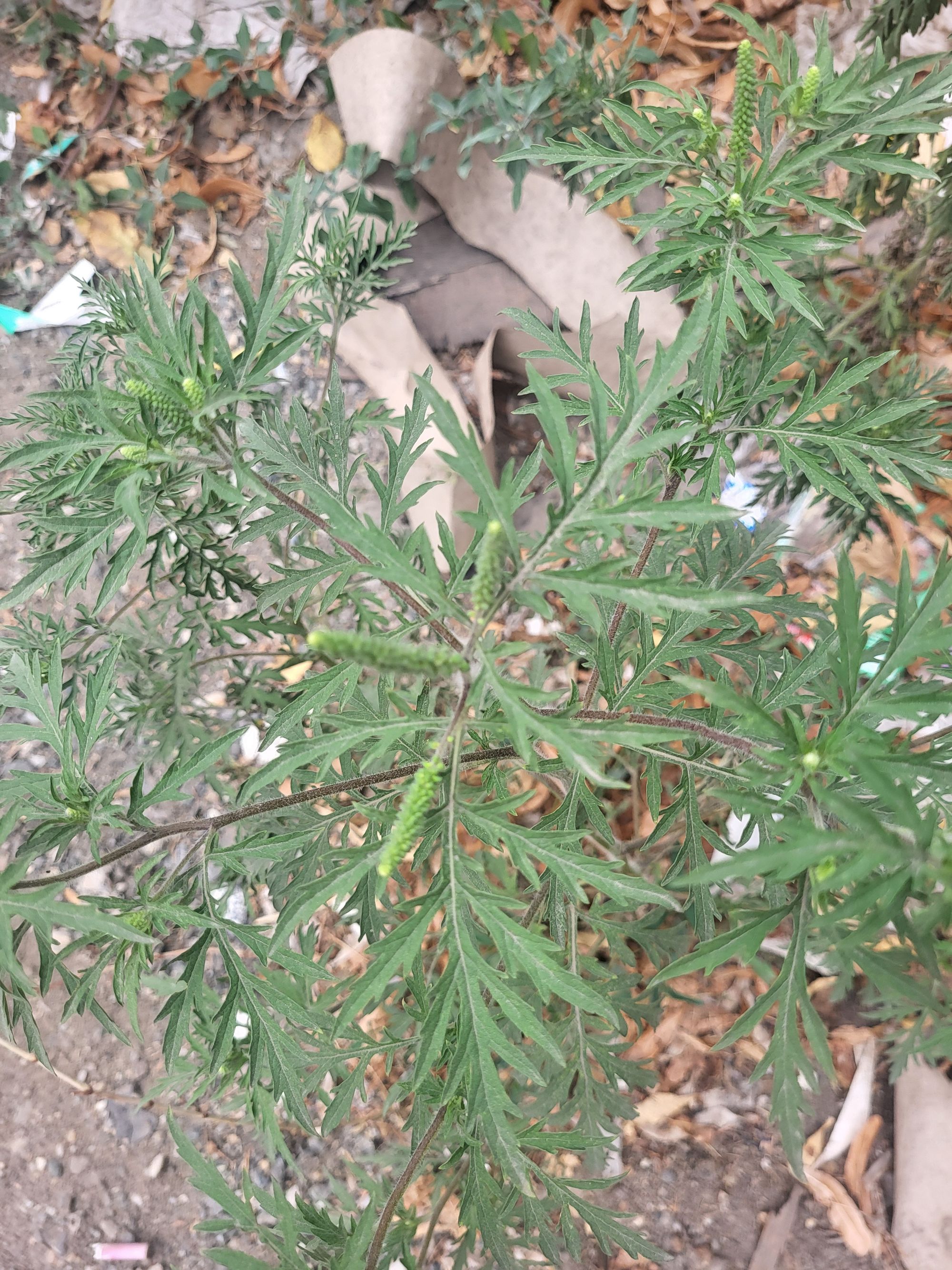 Ambrozie in Strada Cimitirului 54, Geamăna, Comuna Bradu, Județul Argeș - 20250819_171012.jpg