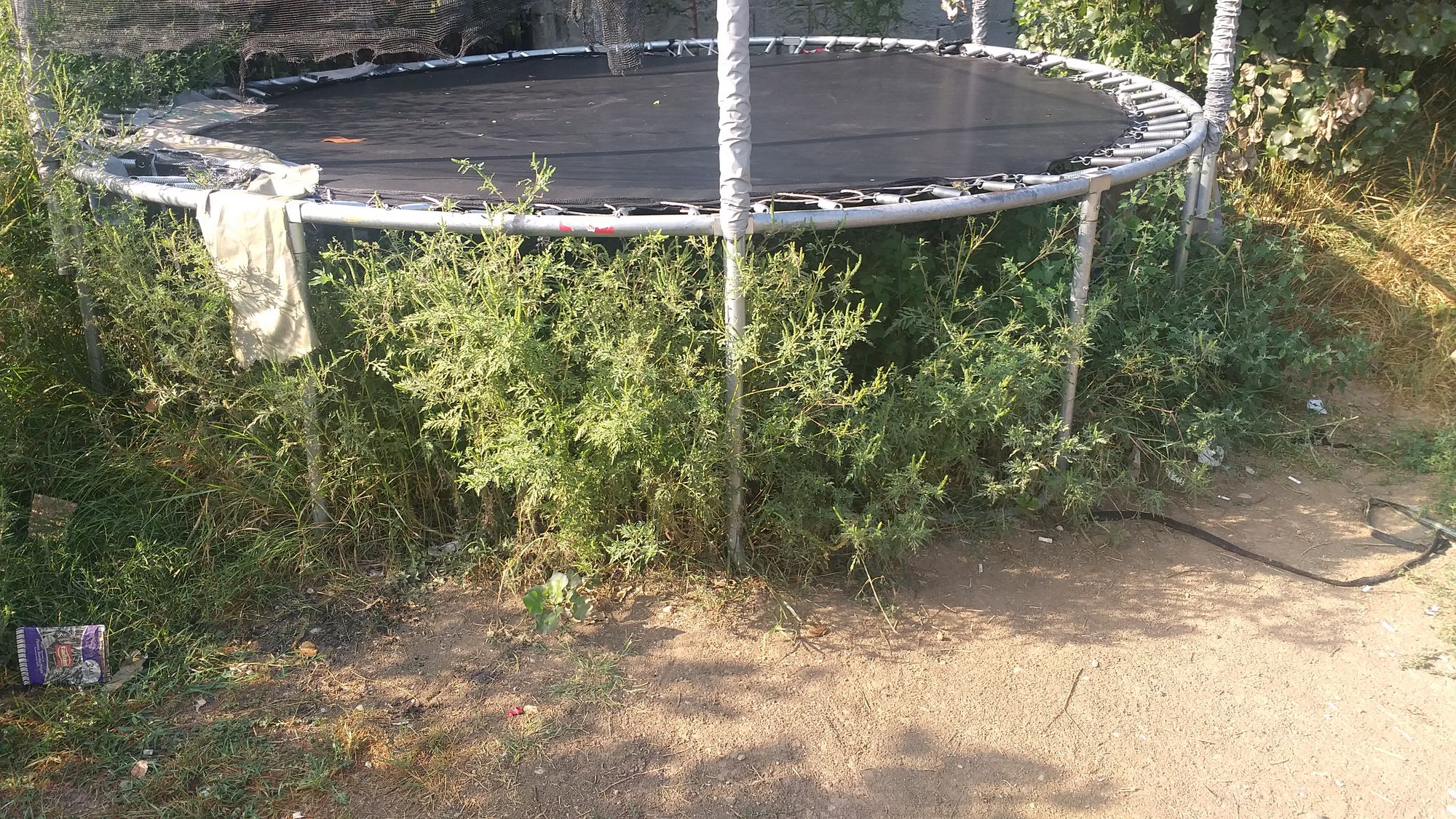 Ambrozie in Strada Crinului 118, Roșu, Comuna Chiajna, Județul Ilfov - 20230825_093619.jpg