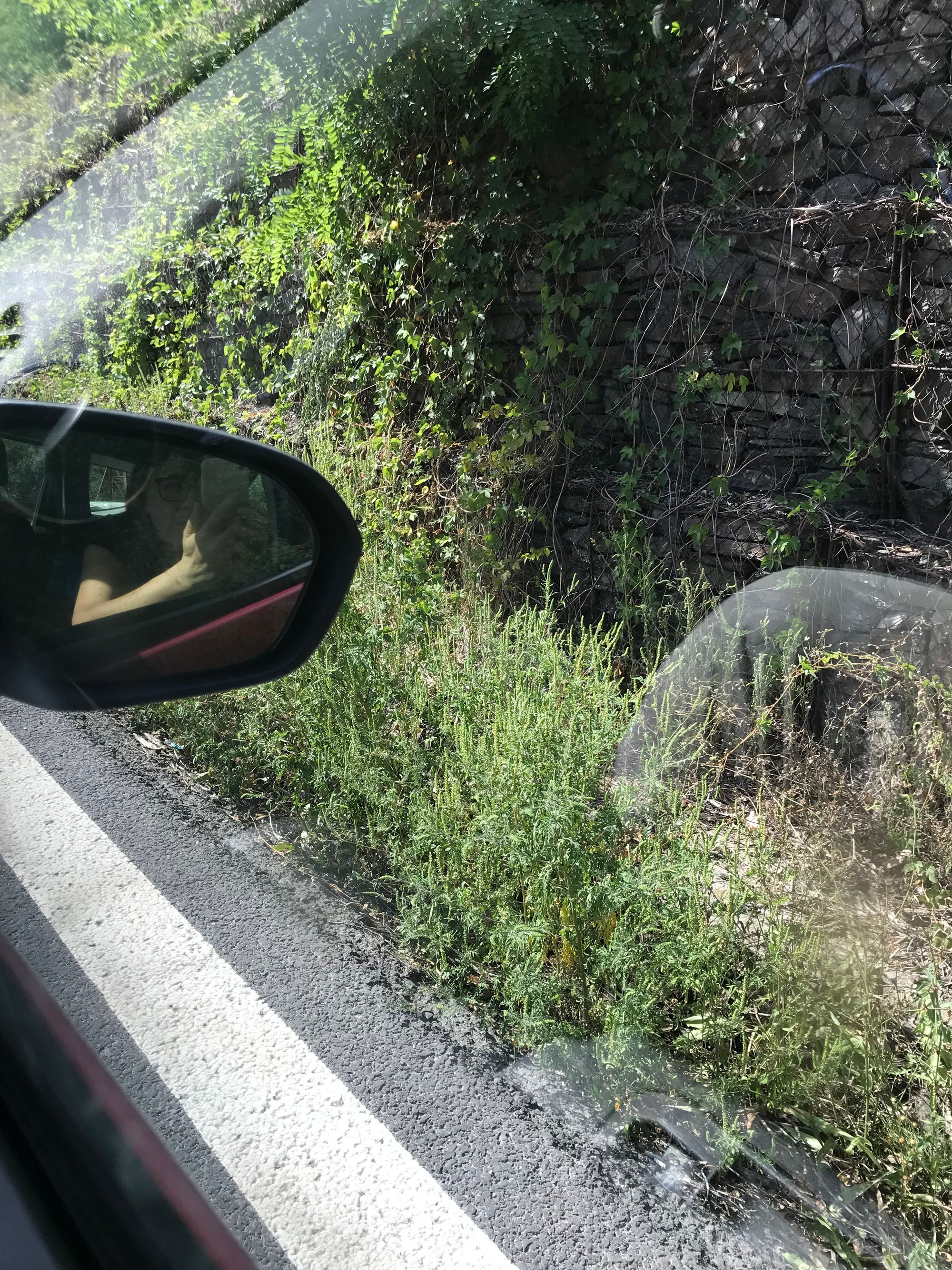 Ambrozie in Căciulata, Oraş Călimăneşti, Județul Vâlcea - 367B48E9-44B6-4827-931E-773C99255652.jpeg