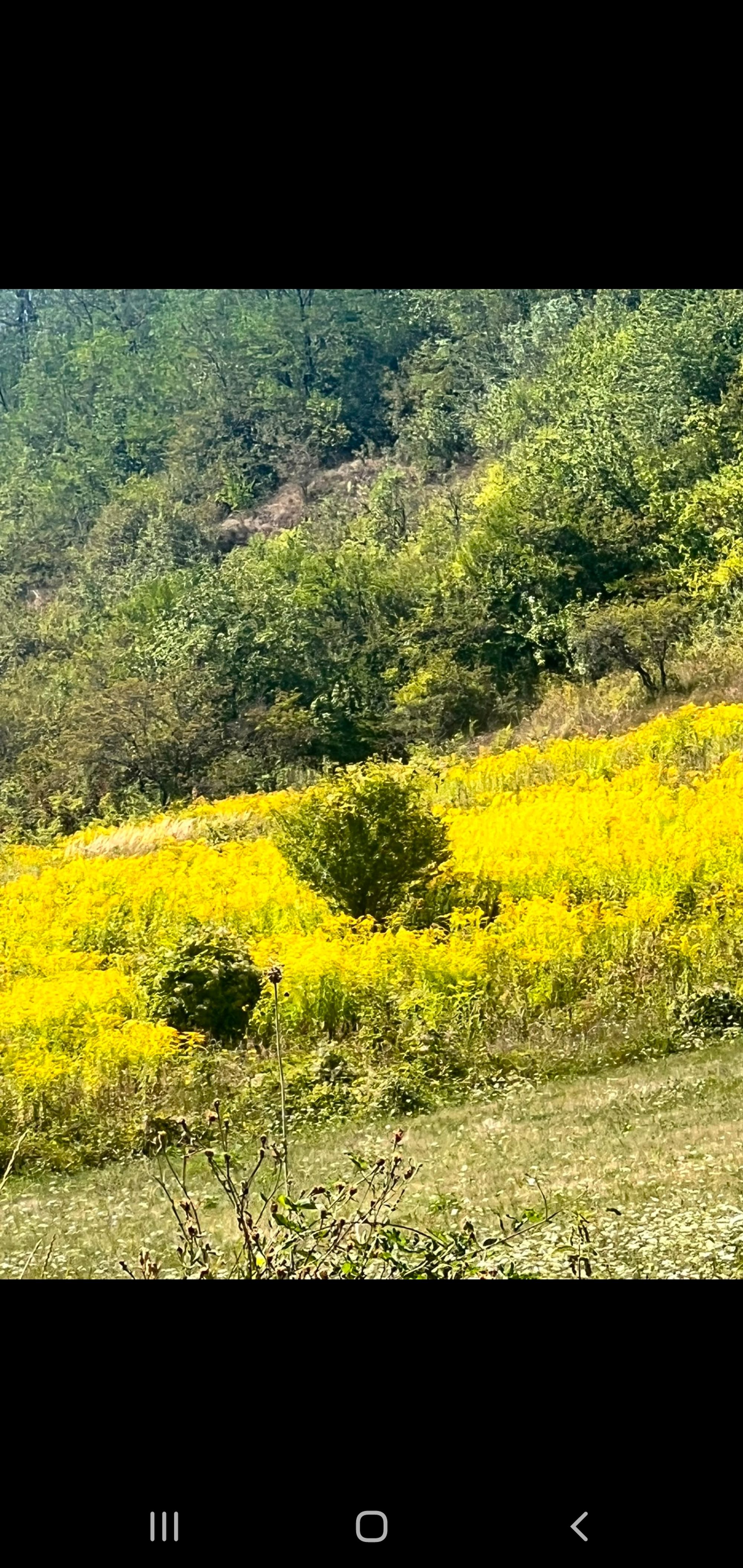 Ambrozie in Căluşeri, Comuna Ernei, Județul Mureș