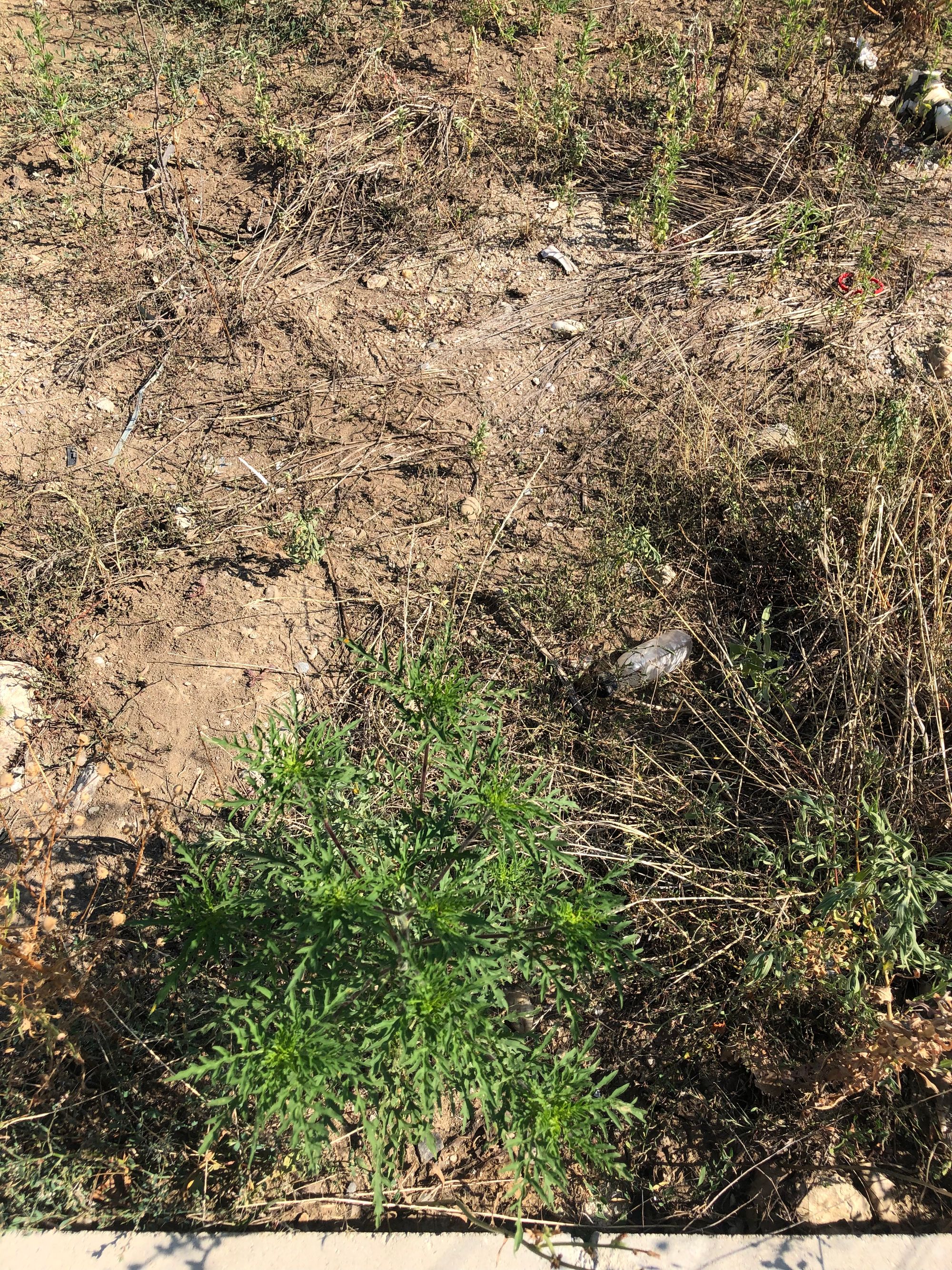 Ambrozie in Bulevardul Basarabia 167, București, Municipiul București - 637ABD50-2646-4A7E-9C2E-4D96B099E96A.jpeg