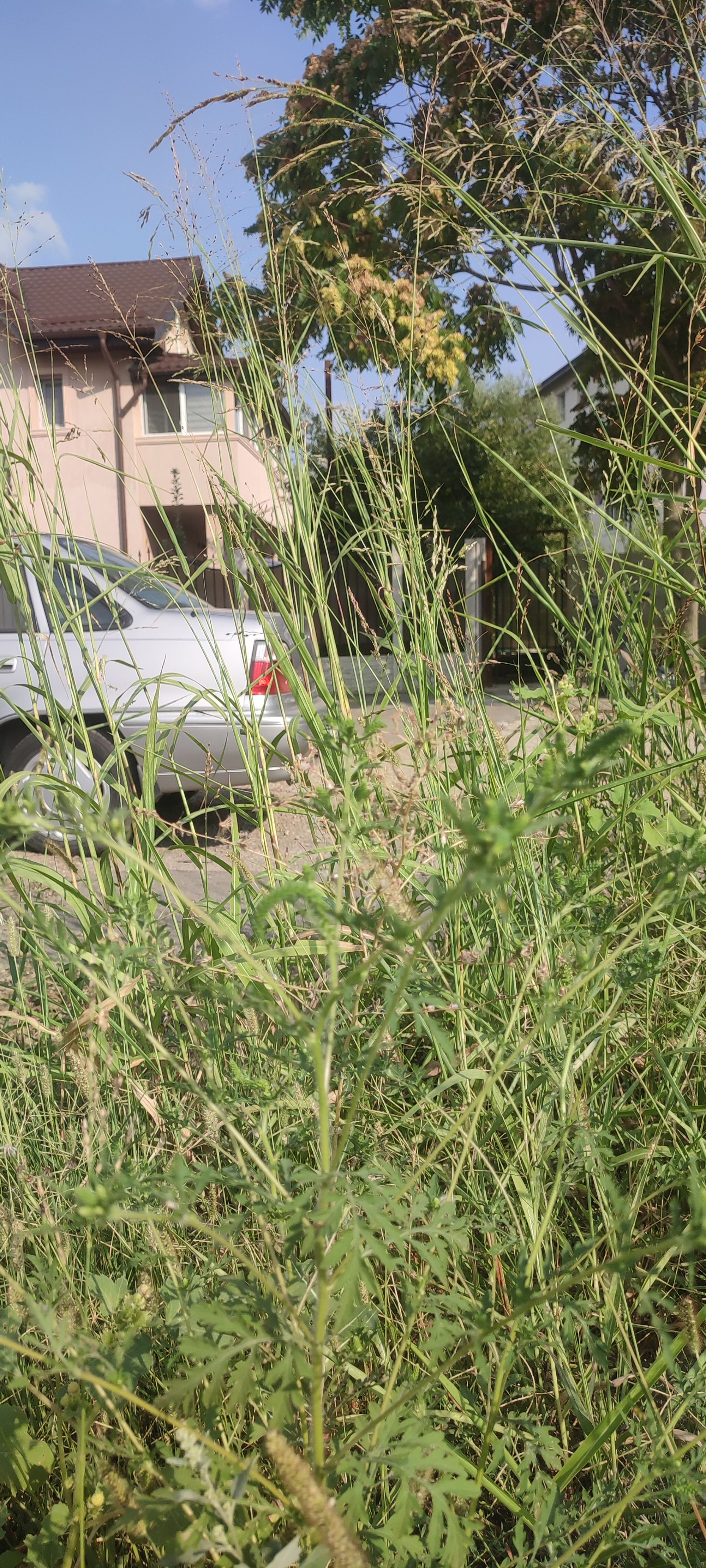 Ambrozie in Drumul Gura Siriului 108-110, București, Municipiul București - IMG_20230830_163202.jpg