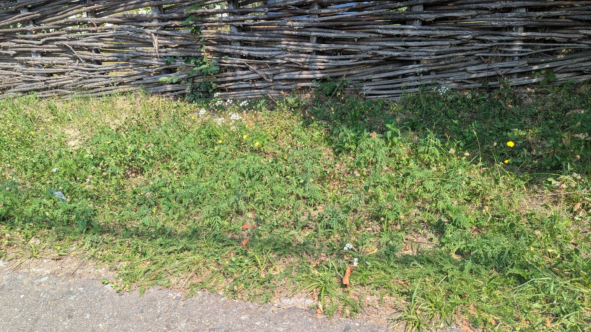 Ambrozie in Strada Livezilor 16, Negrești-Oaș, Oraş Negreşti-oaş, Județul Satu Mare - PXL_20250807_090732586.jpg