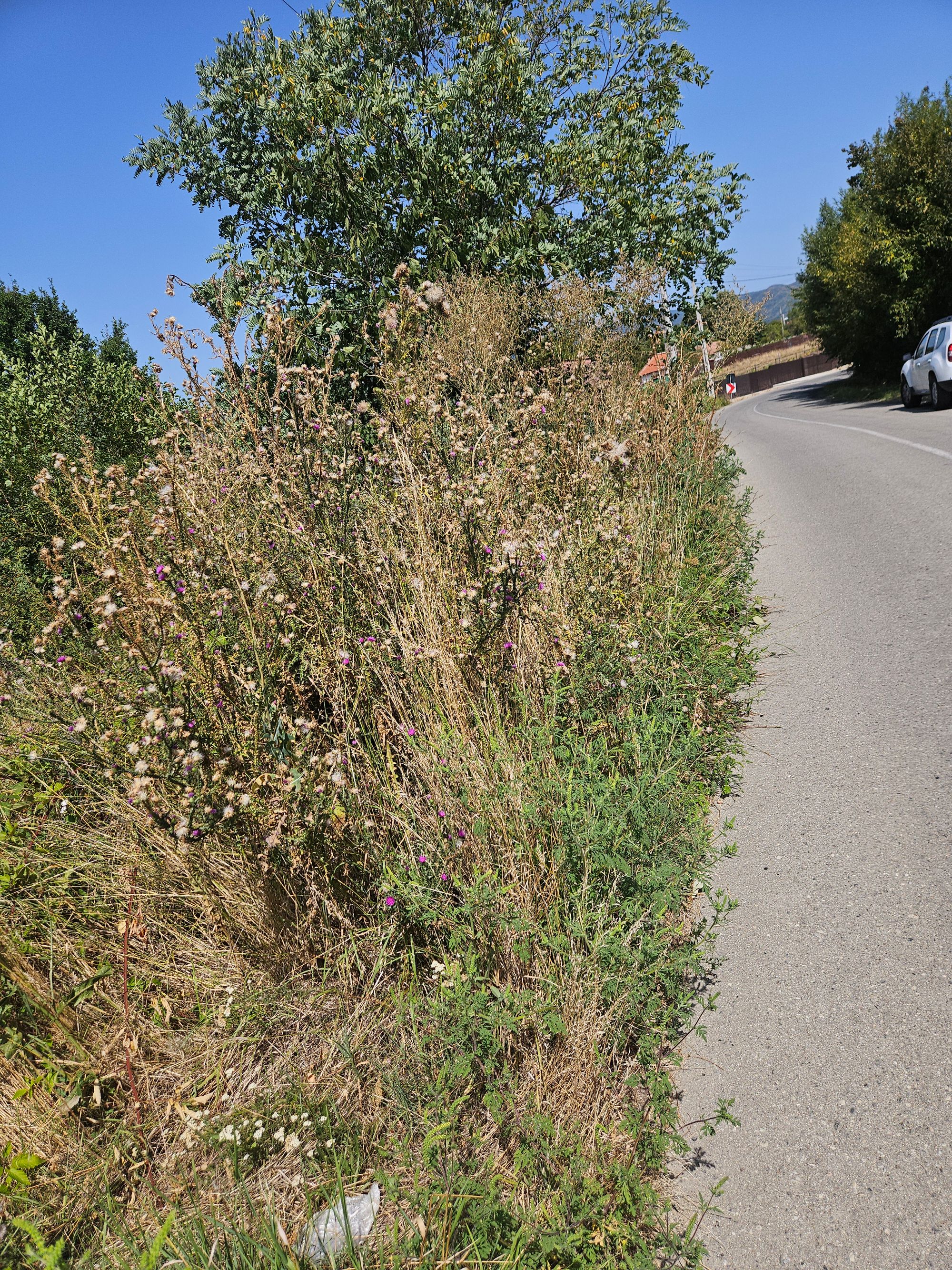 Ambrozie in Strada Bălani 66, Novaci, Oraş Novaci, Județul Gorj - 20250830_132606.jpg