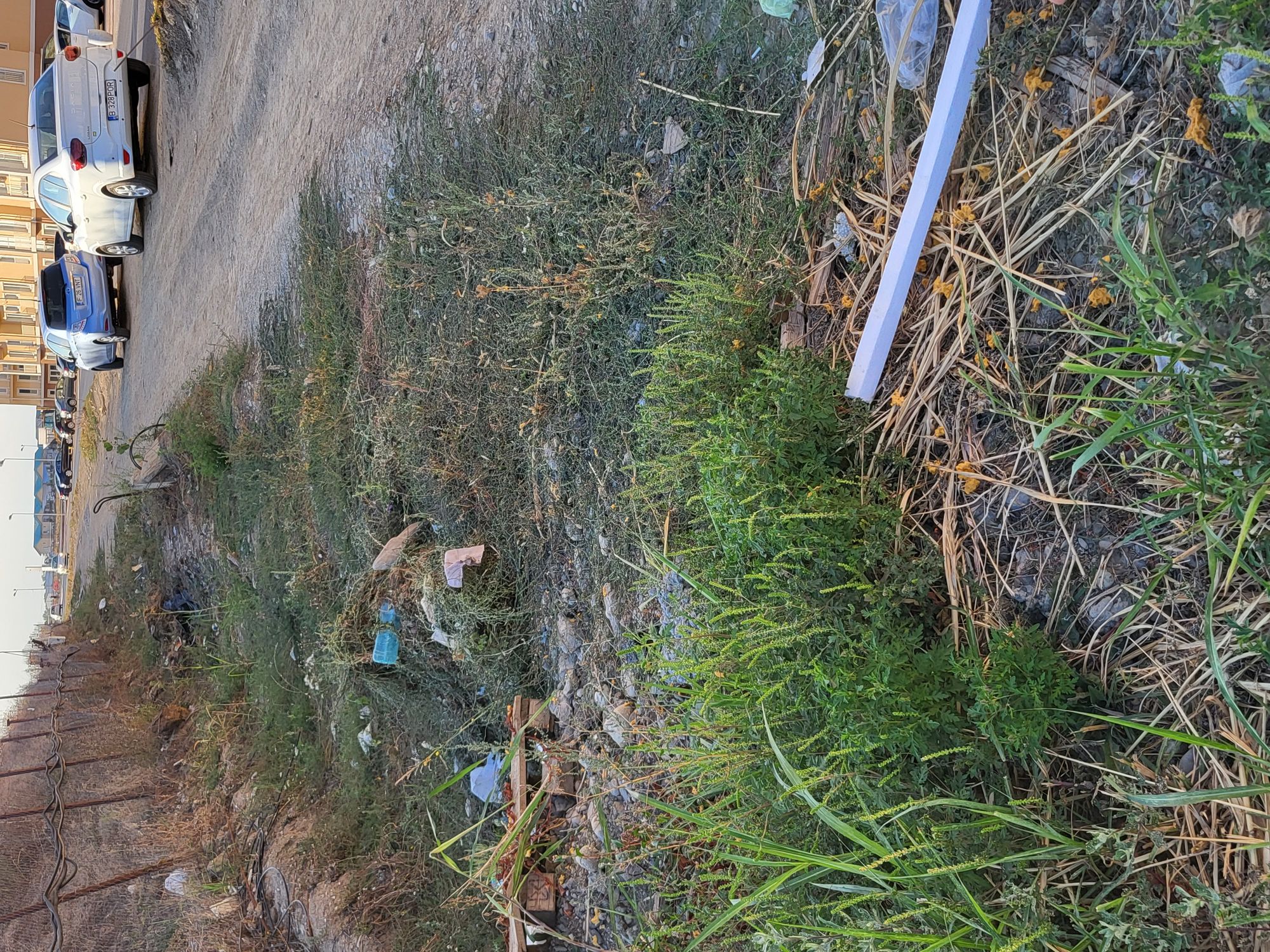 Ambrozie in Voluntari, Comuna Ștefăneștii de Jos, Județul Ilfov - 20230920_181011.jpg