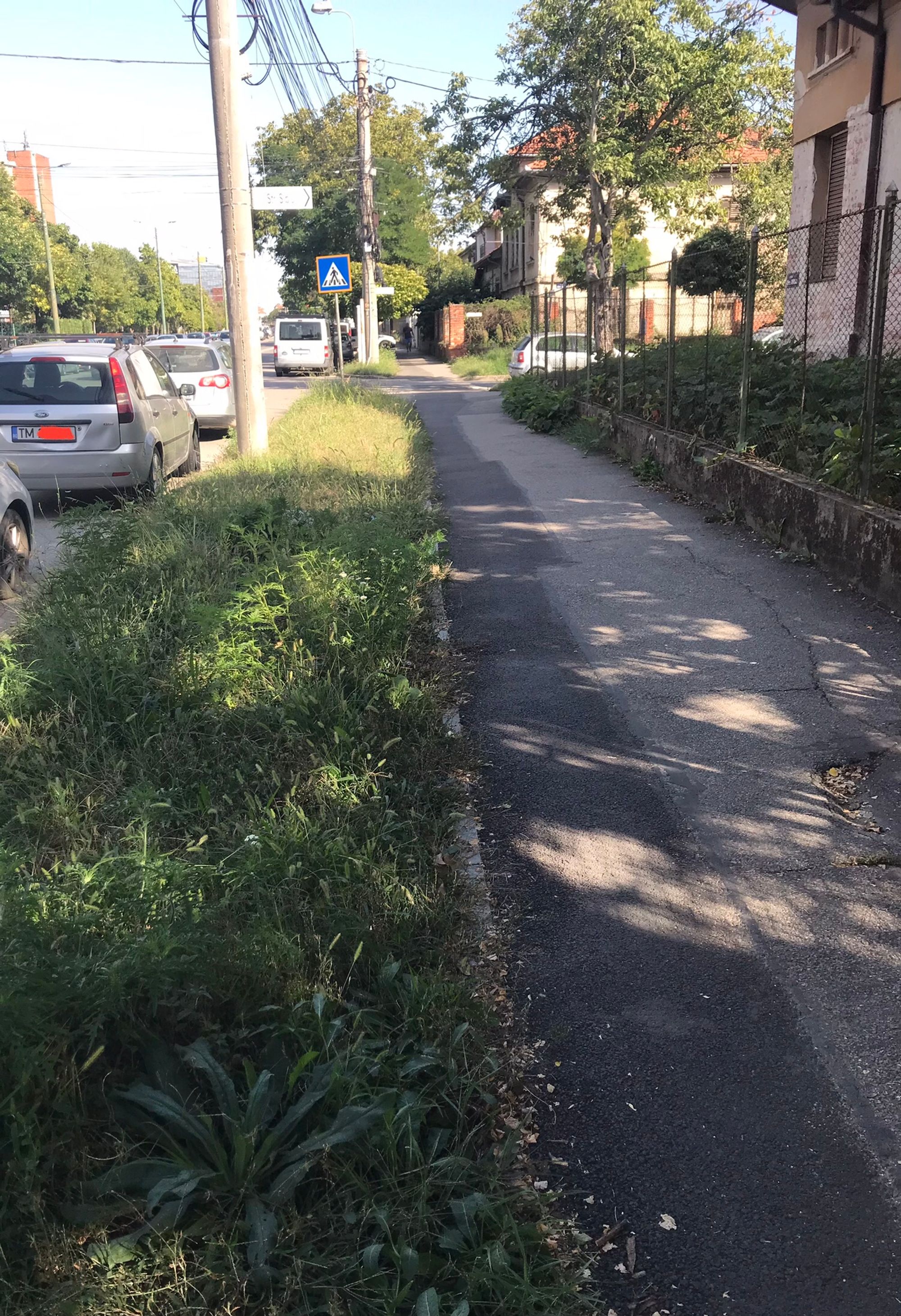 Ambrozie in Calea Bogdăneștilor 2, Timișoara, Municipiu Timişoara, Județul Timiș - 26D4B247-D6A7-4348-AA36-DFFE015A53BE.jpeg