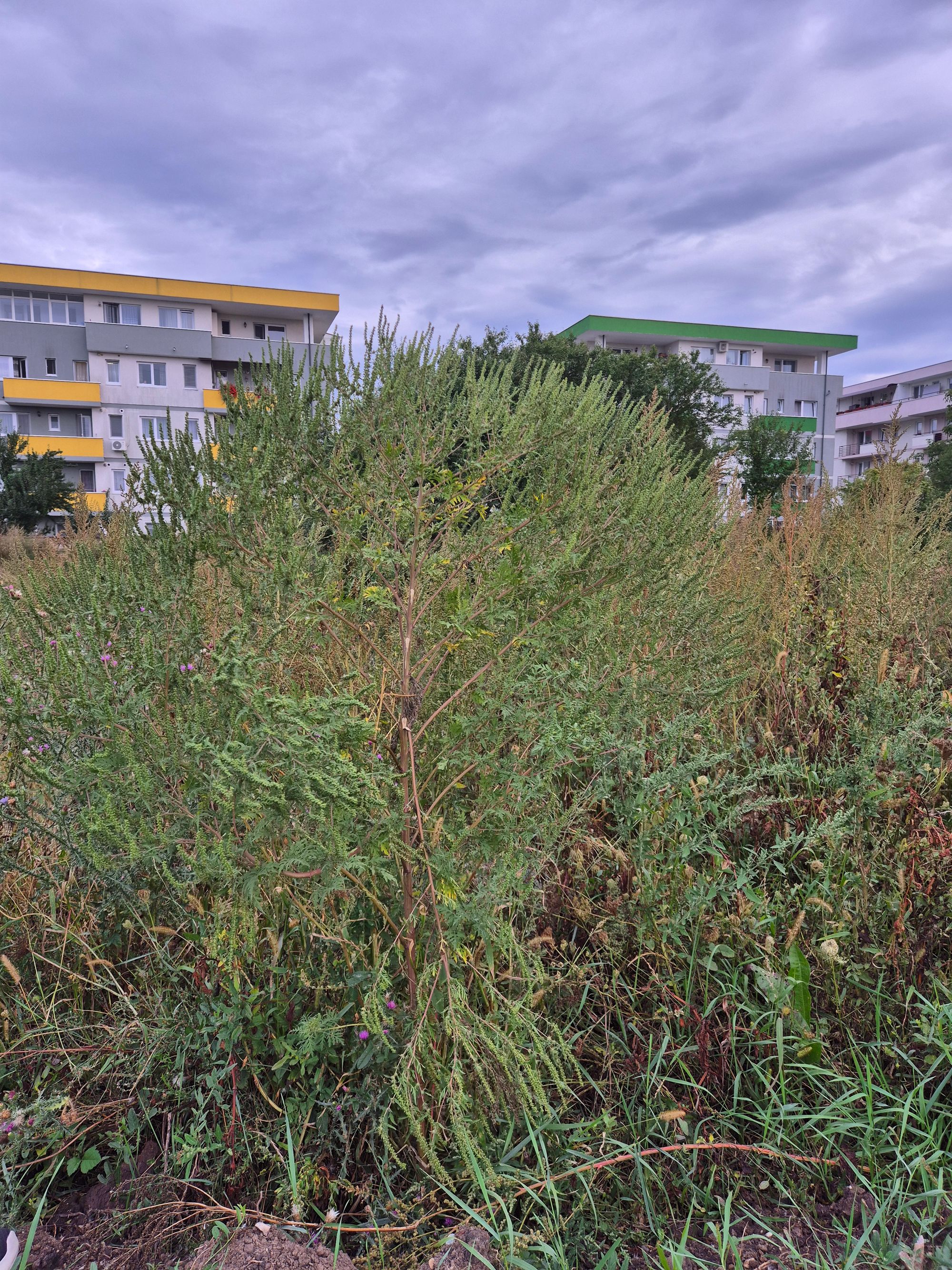 Ambrozie in Strada Măslinului 4, Sibiu, Municipiul Sibiu, Județul Sibiu - 20250910_183520.jpg