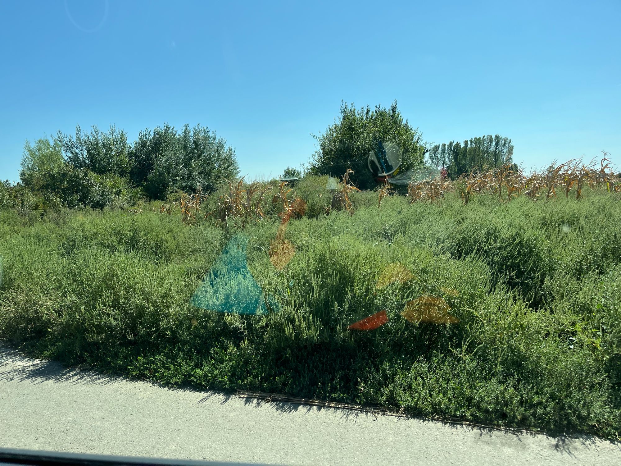 Ambrozie in Strada 23 August, Bolintin-Deal, Comună Bolintin-deal, Județul Giurgiu - IMG_0652.jpeg