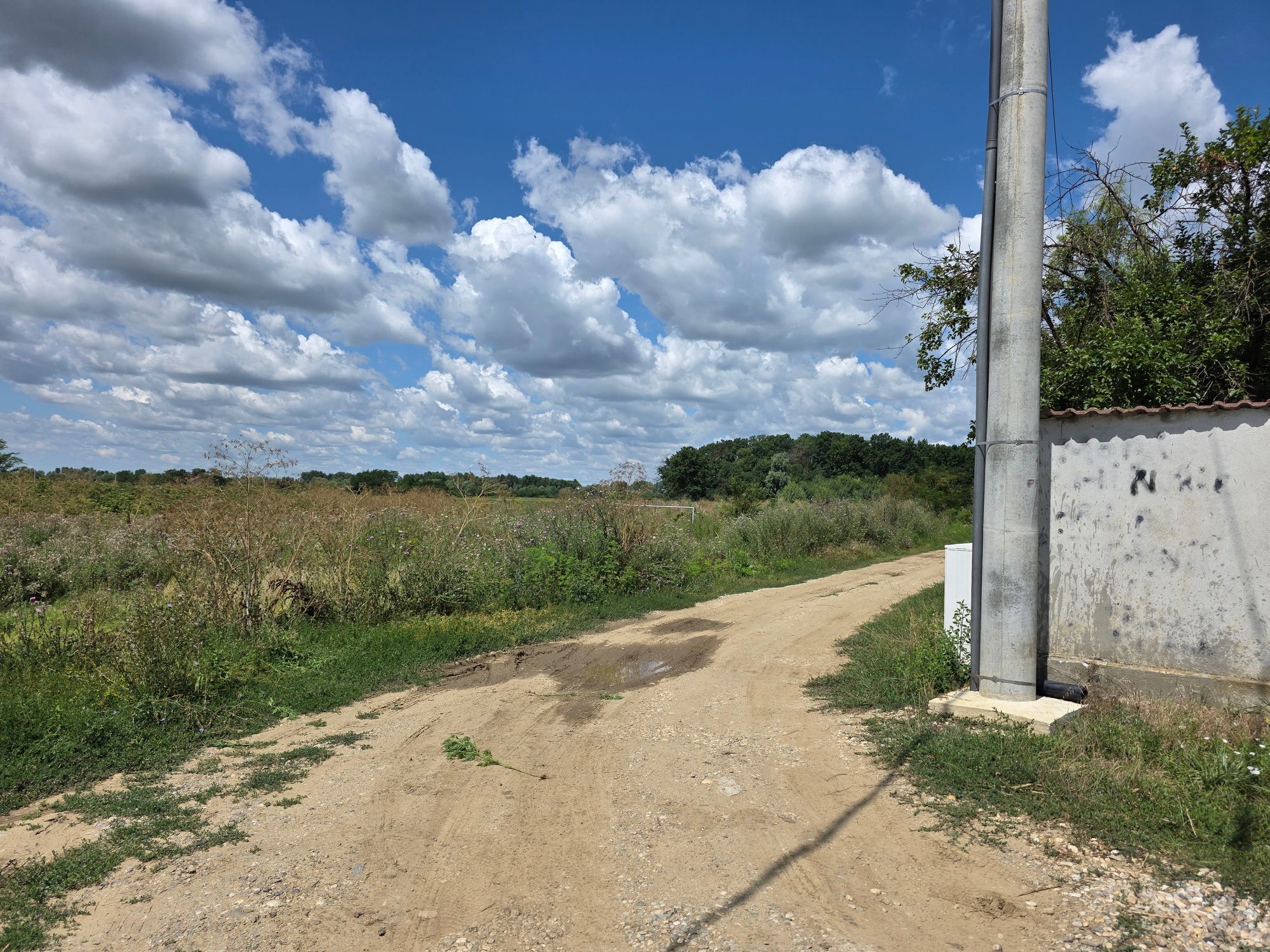Ambrozie in Strada Stejarului 22, Țegheș, Comuna Domnești, Județul Ilfov