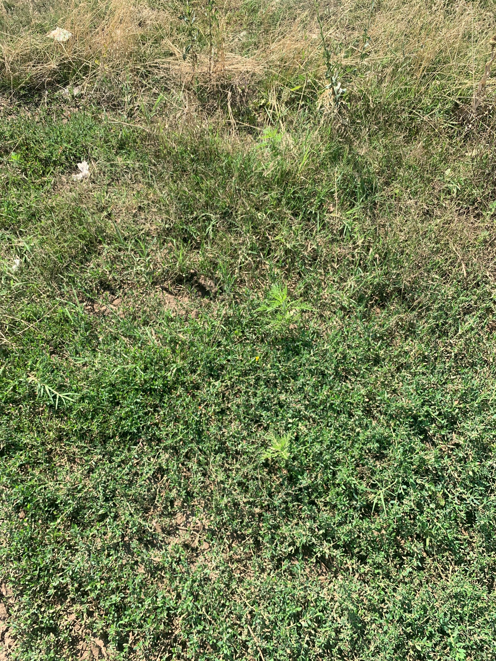 Ambrozie in Strada Piscul Crăsani 71, București, Municipiul București - image.jpg