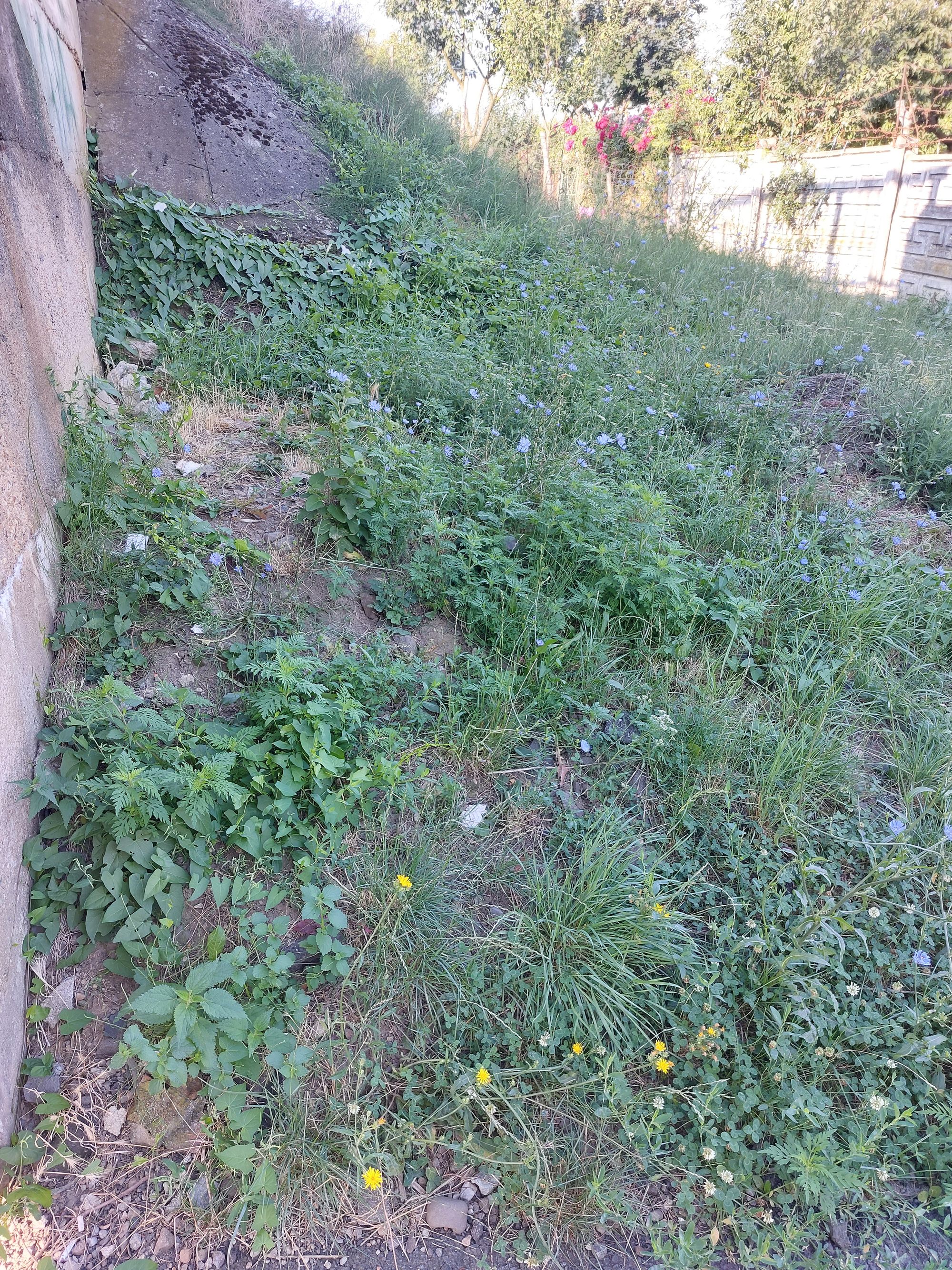 Ambrozie in Bulevardul Octavian Goga 10, Satu Mare, Municipiu Satu Mare, Județul Satu Mare - 1000044254.jpg