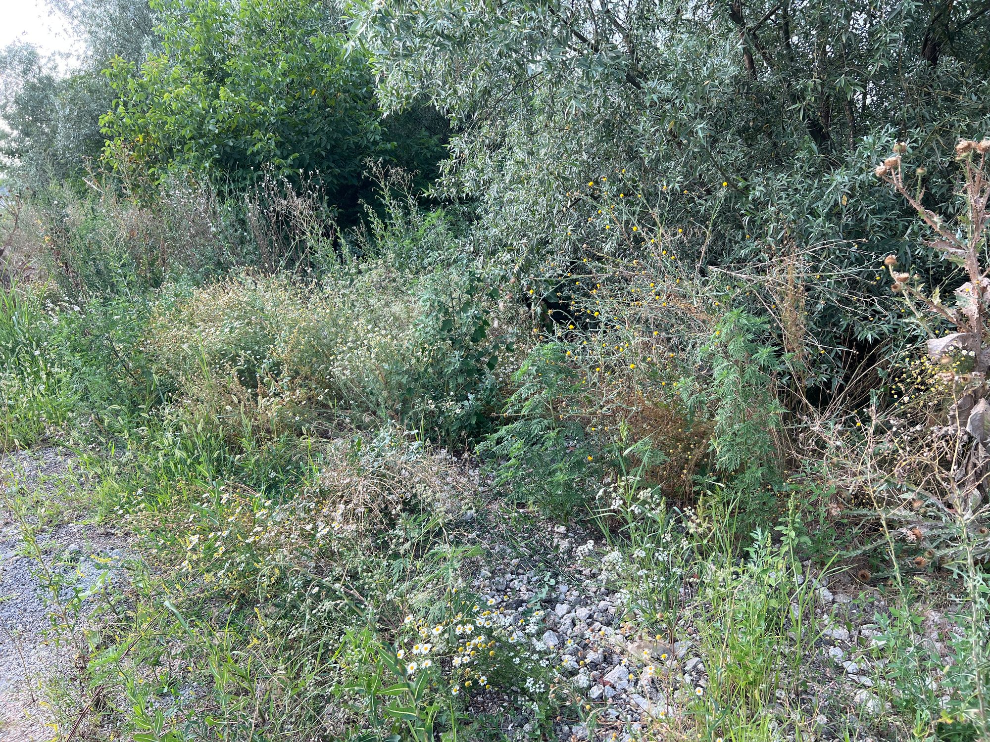 Ambrozie in Bucharest - image.jpg