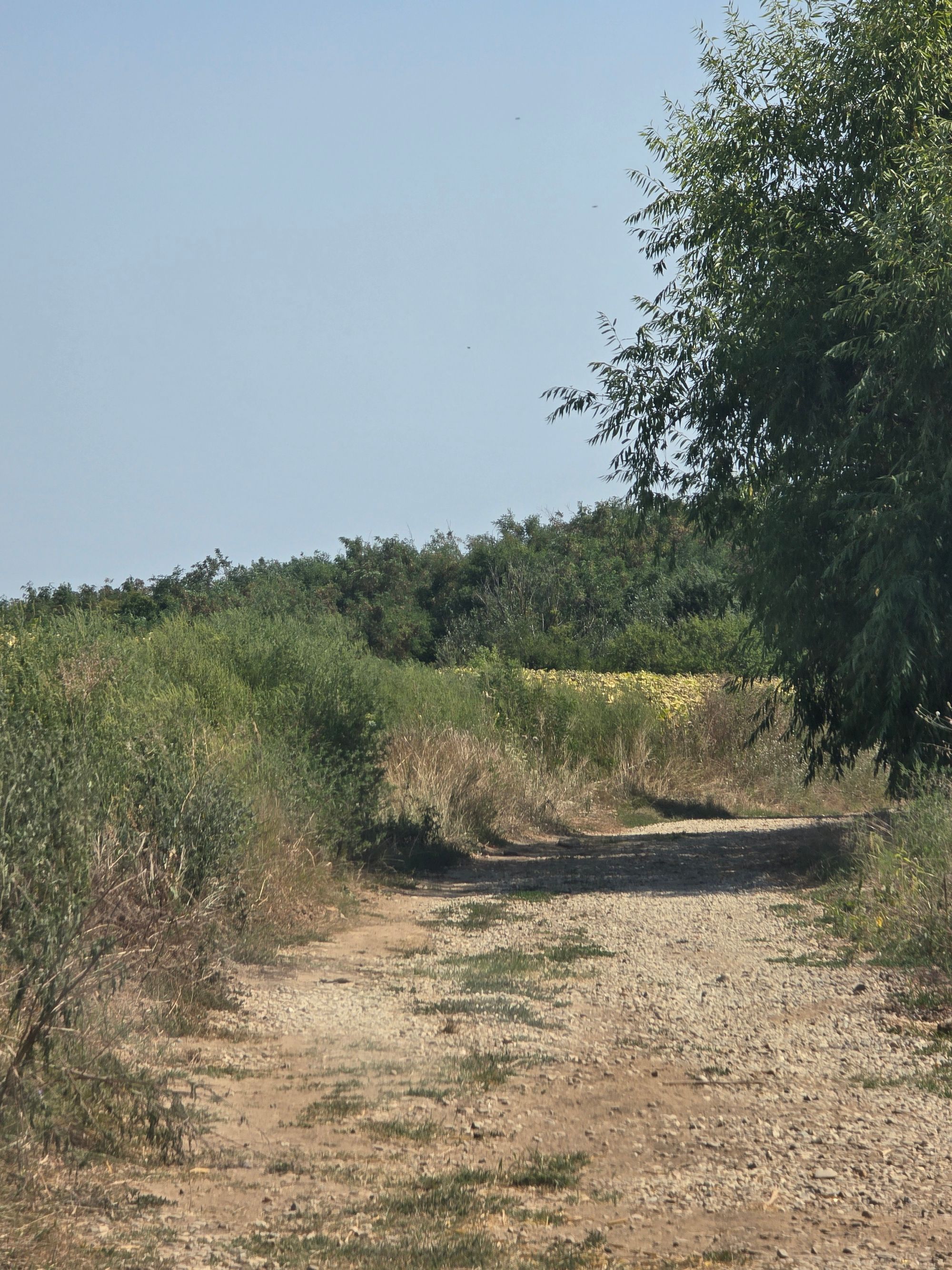Ambrozie in Str. Alunișului, Ciolpani, Comuna Ciolpani, Județul Ilfov