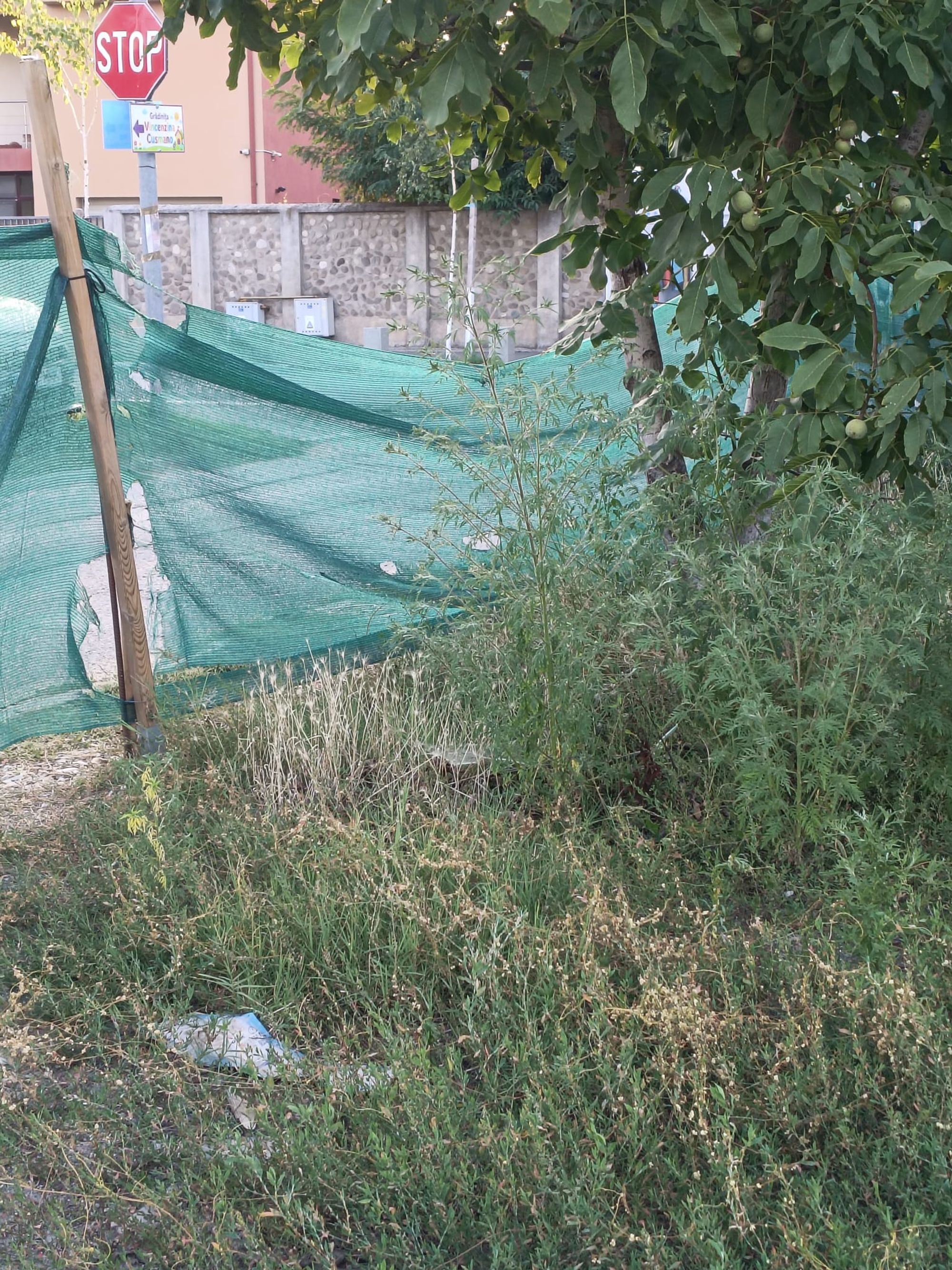 Ambrozie in Strada Crinului 13, Roșu, Comuna Chiajna, Județul Ilfov
