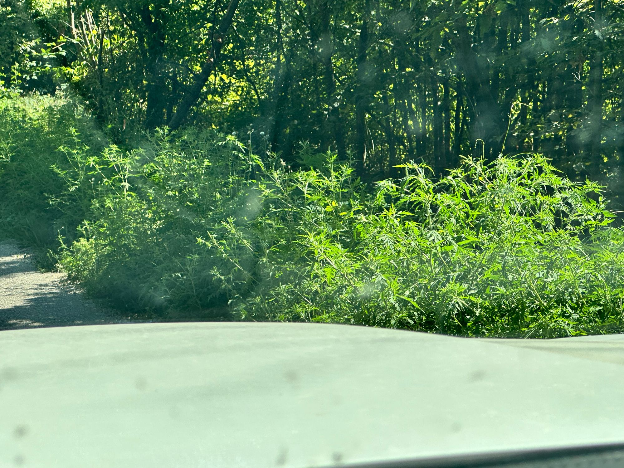 Ambrozie in DJ703E, Ciocănăi, Comuna Moșoaia, Județul Argeș - IMG_9682.jpeg