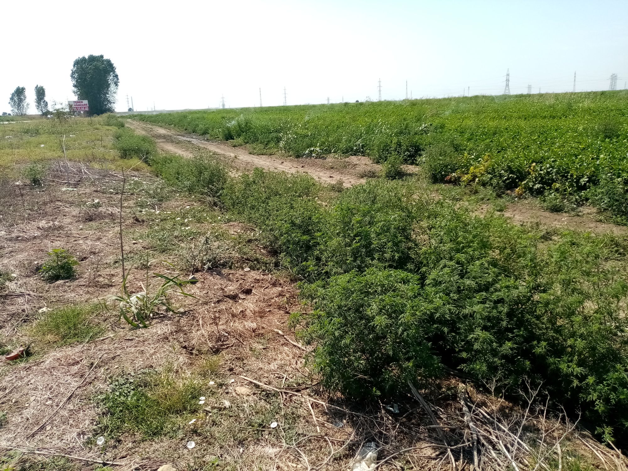 Ambrozie in Constanța, Constanta - IMG_20230817_114911.jpg