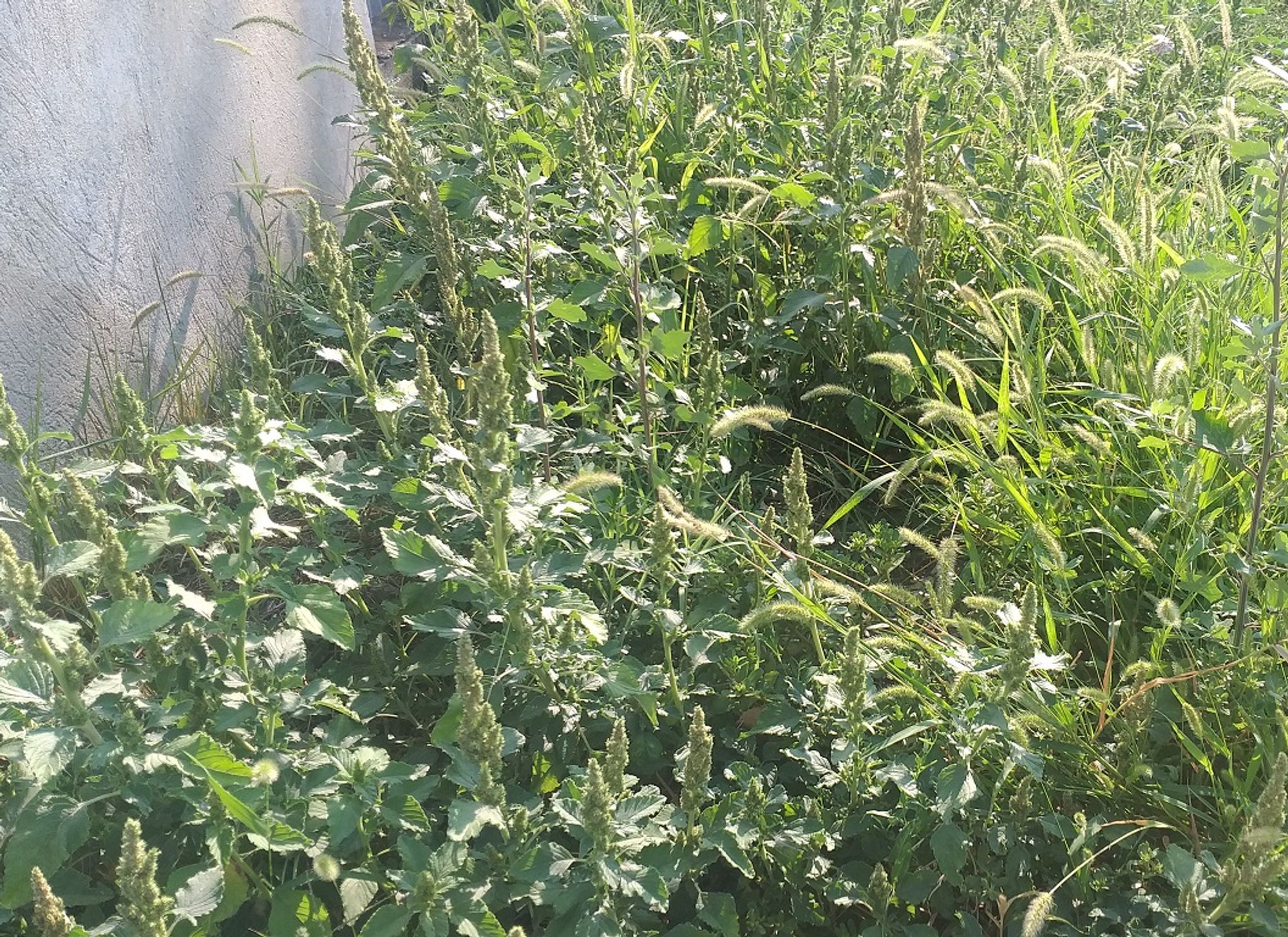 Ambrozie in Strada Crinului 41, Roșu, Comuna Chiajna, Județul Ilfov - 20230825_092737.jpg