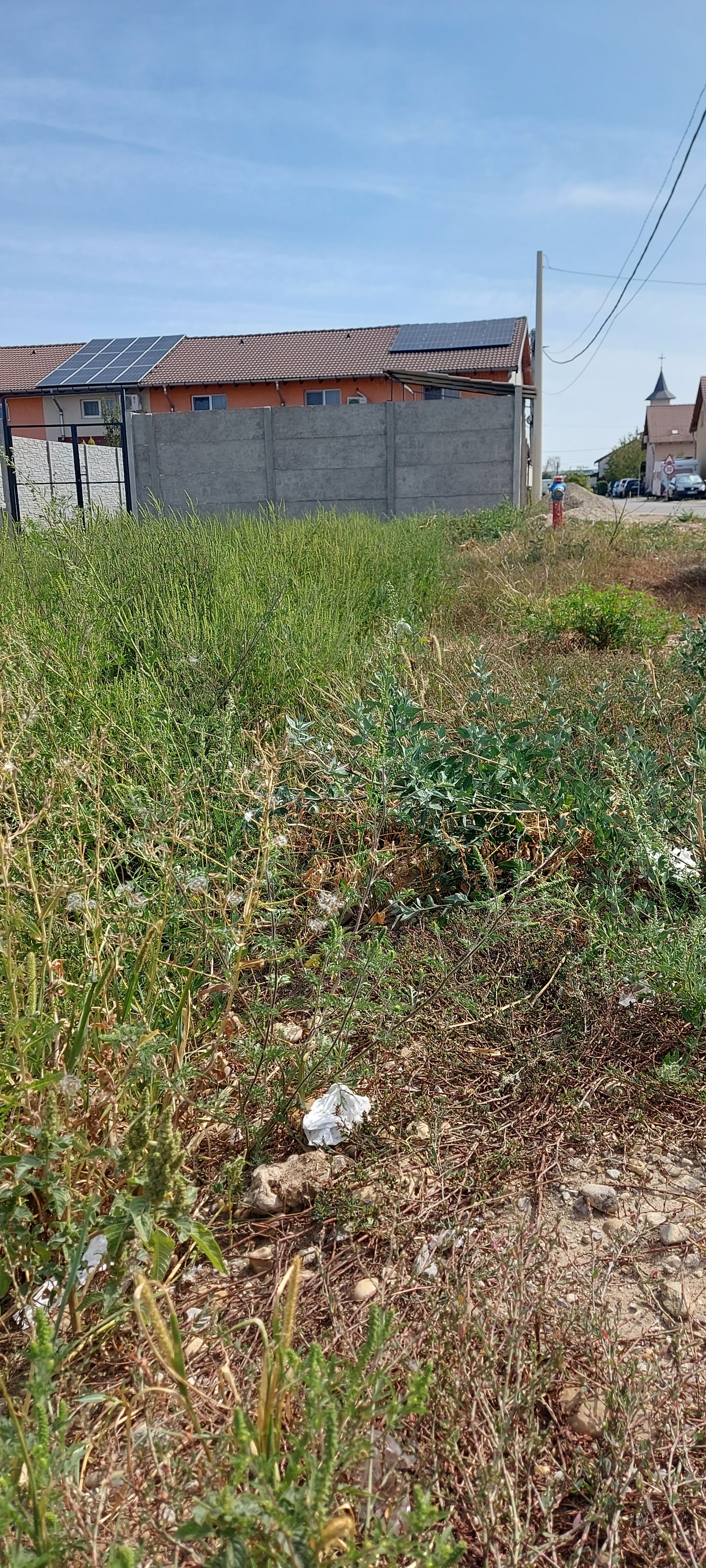 Ambrozie in Mihai Eminescu 47, Nojorid, Comuna Nojorid, Județul Bihor - 20240824_120711.jpg