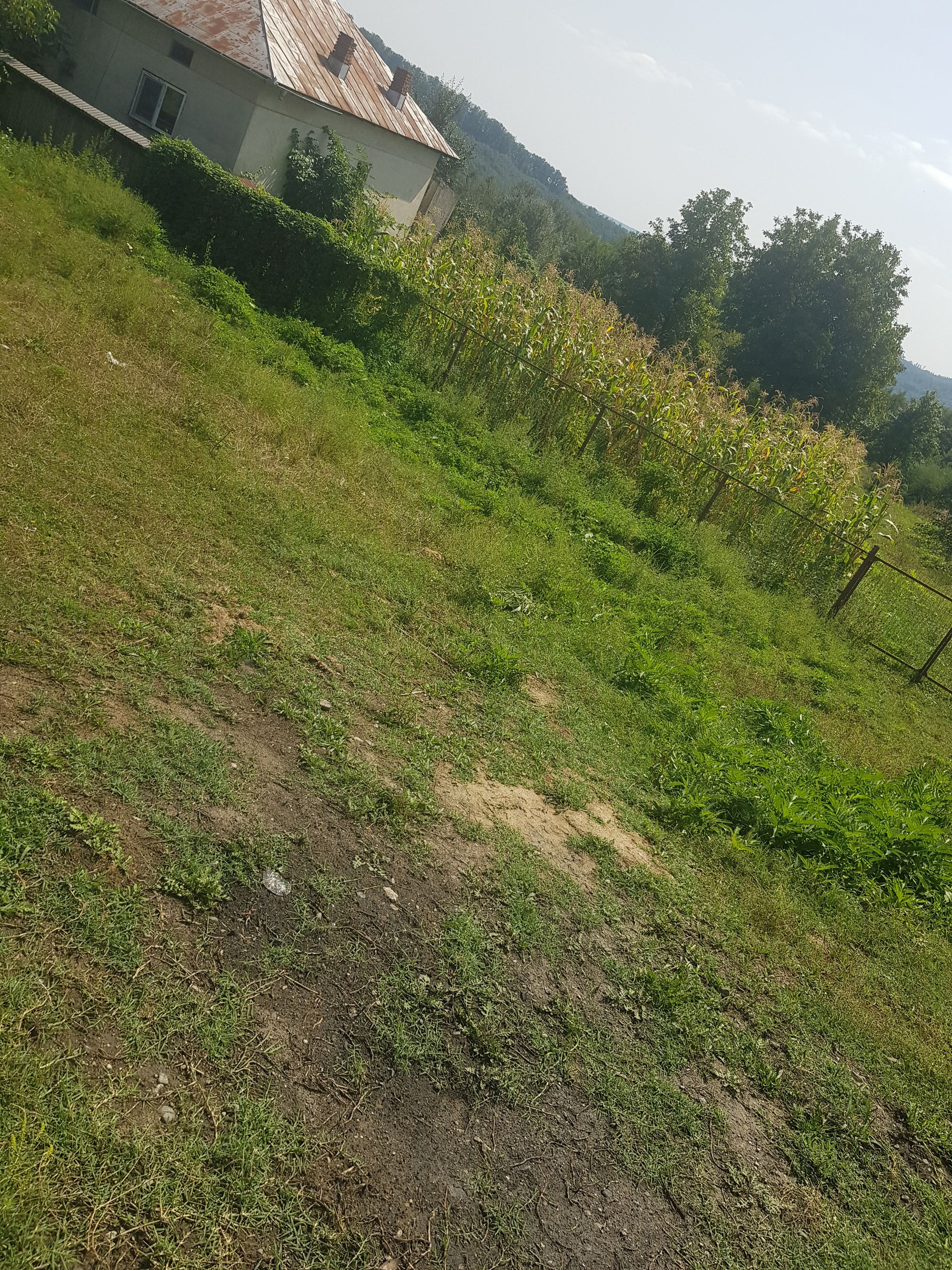 Ambrozie in Strada Surpatele 19, Moşteni, Comuna Frâncești, Județul Vâlcea - 20260829_140954.jpg