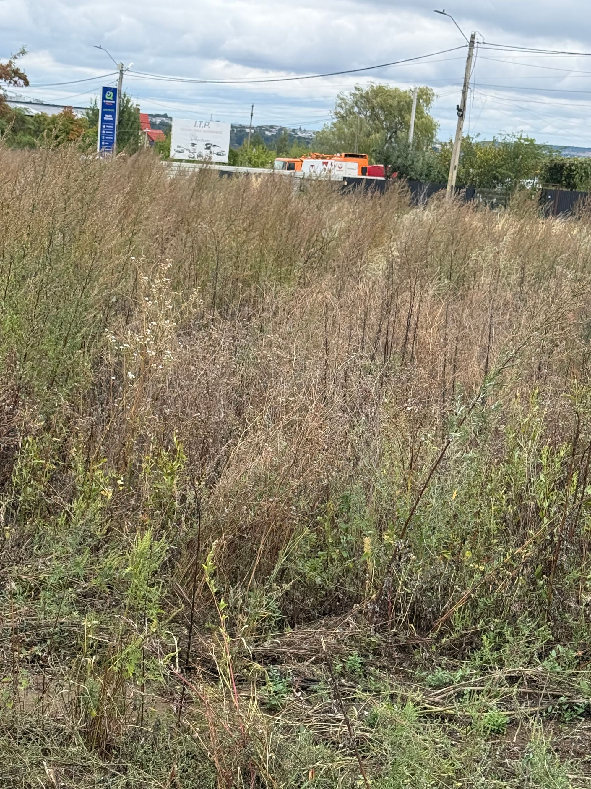 Ambrozie in Mănăstirea Doamnei, Comuna Curtești, Județul Botoșani - IMG_1900.jpeg