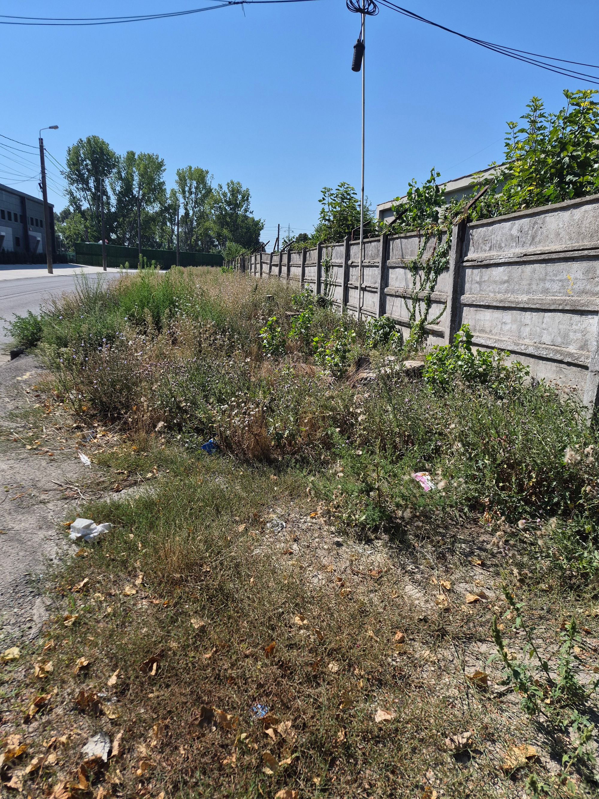 Ambrozie in Strada Celulozei 3 Bis, Constanța, Municipiu Constanța, Județul Constanța - 37397.jpg