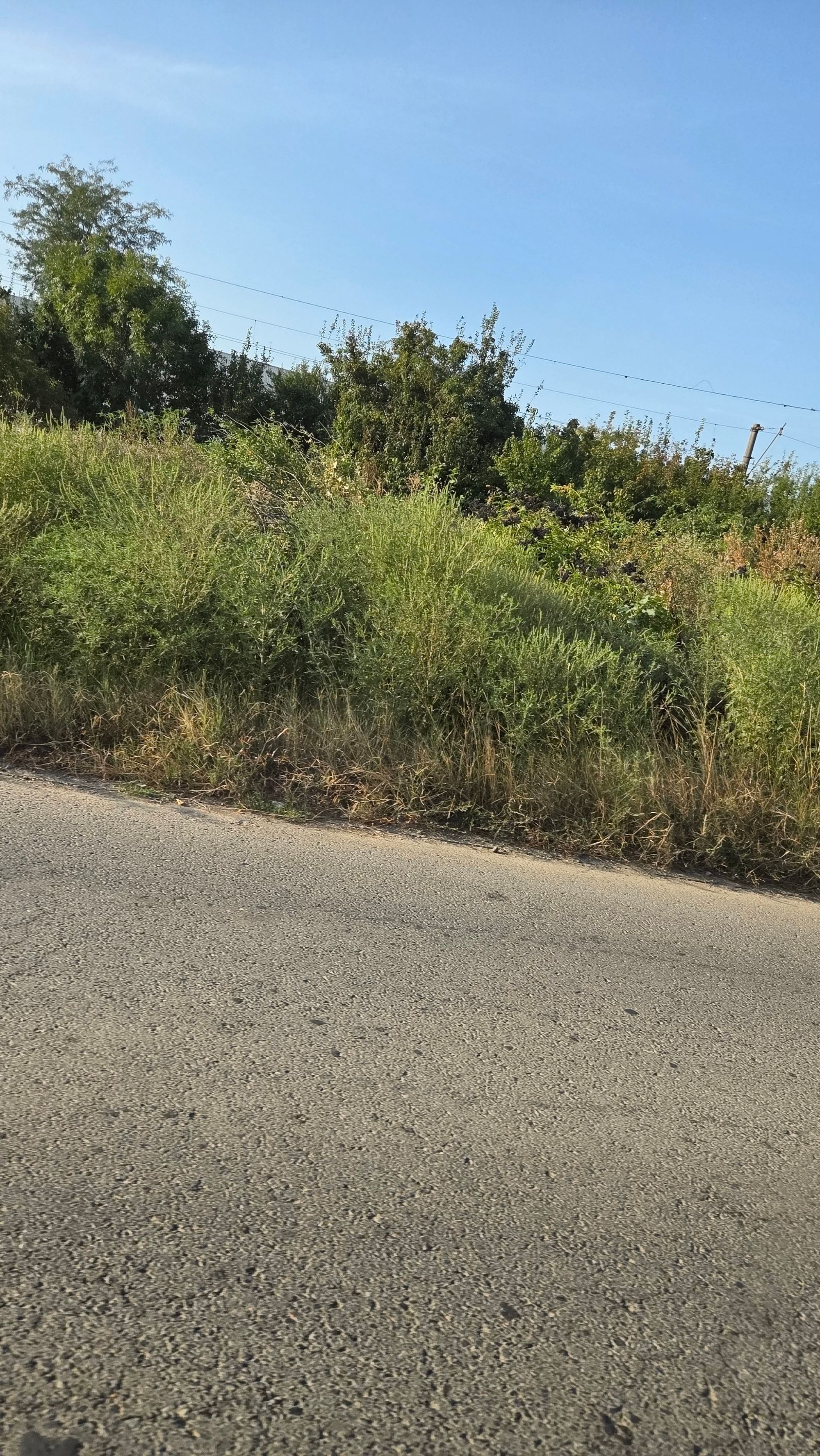 Ambrozie in Aleea Teișani 228A, București, Municipiul București