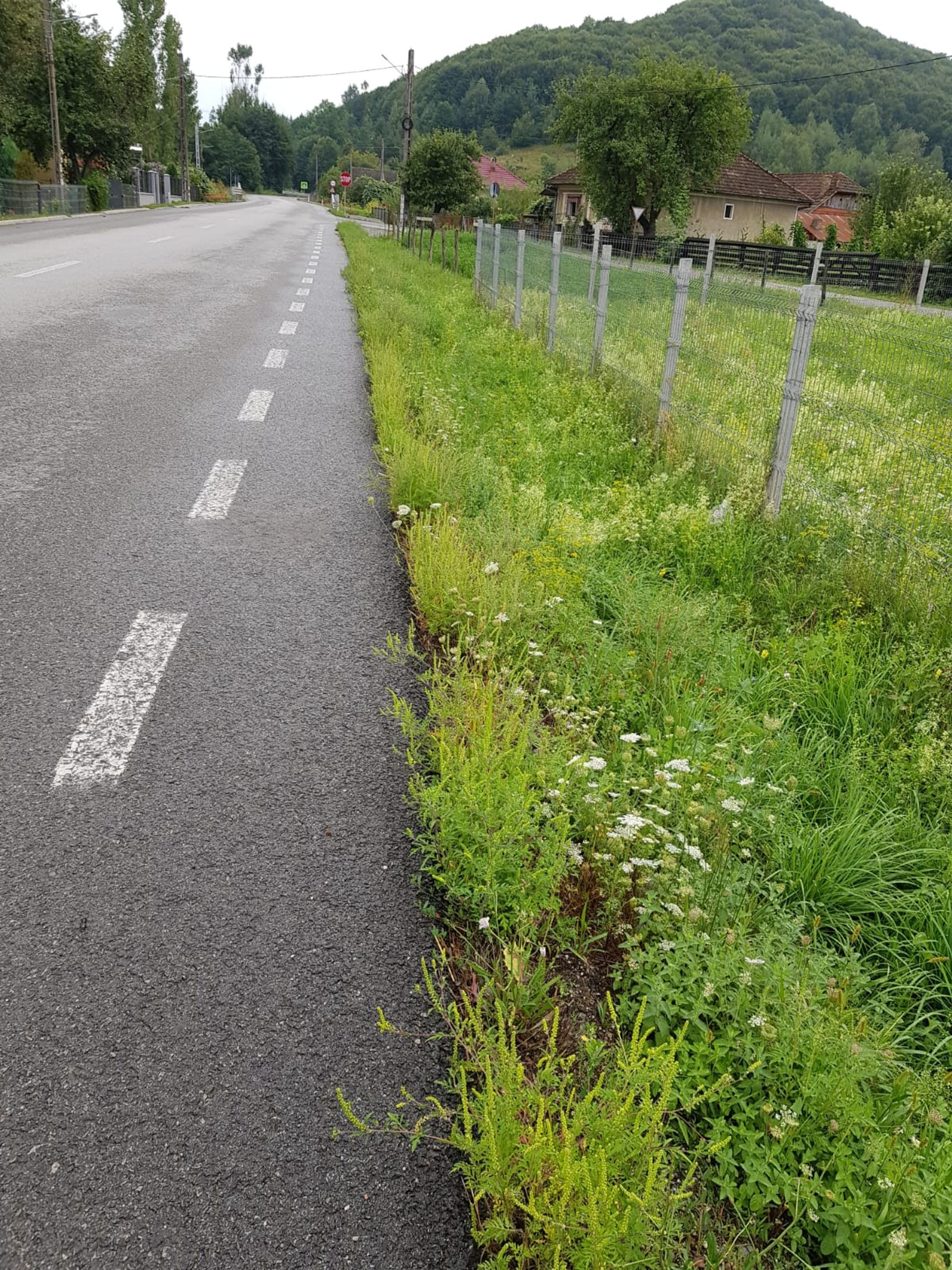 Ambrozie in Răzoare, Oraş Târgu Lăpuş, Județul Maramureș - IMG-20250822-WA0006.jpg