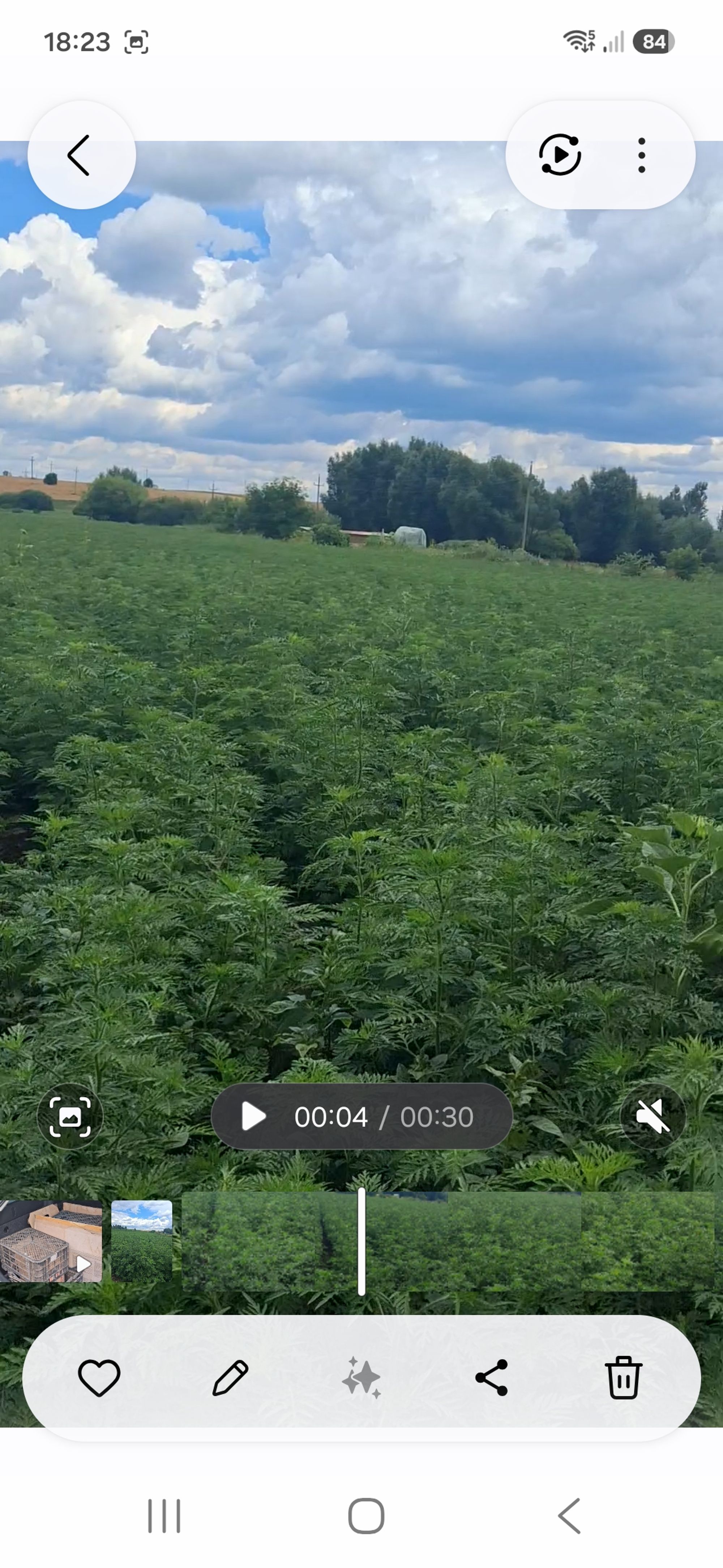 Ambrozie in Conțești, Comuna Valea Seacă, Județul Iași - Screenshot_20260713_182305_Gallery.jpg
