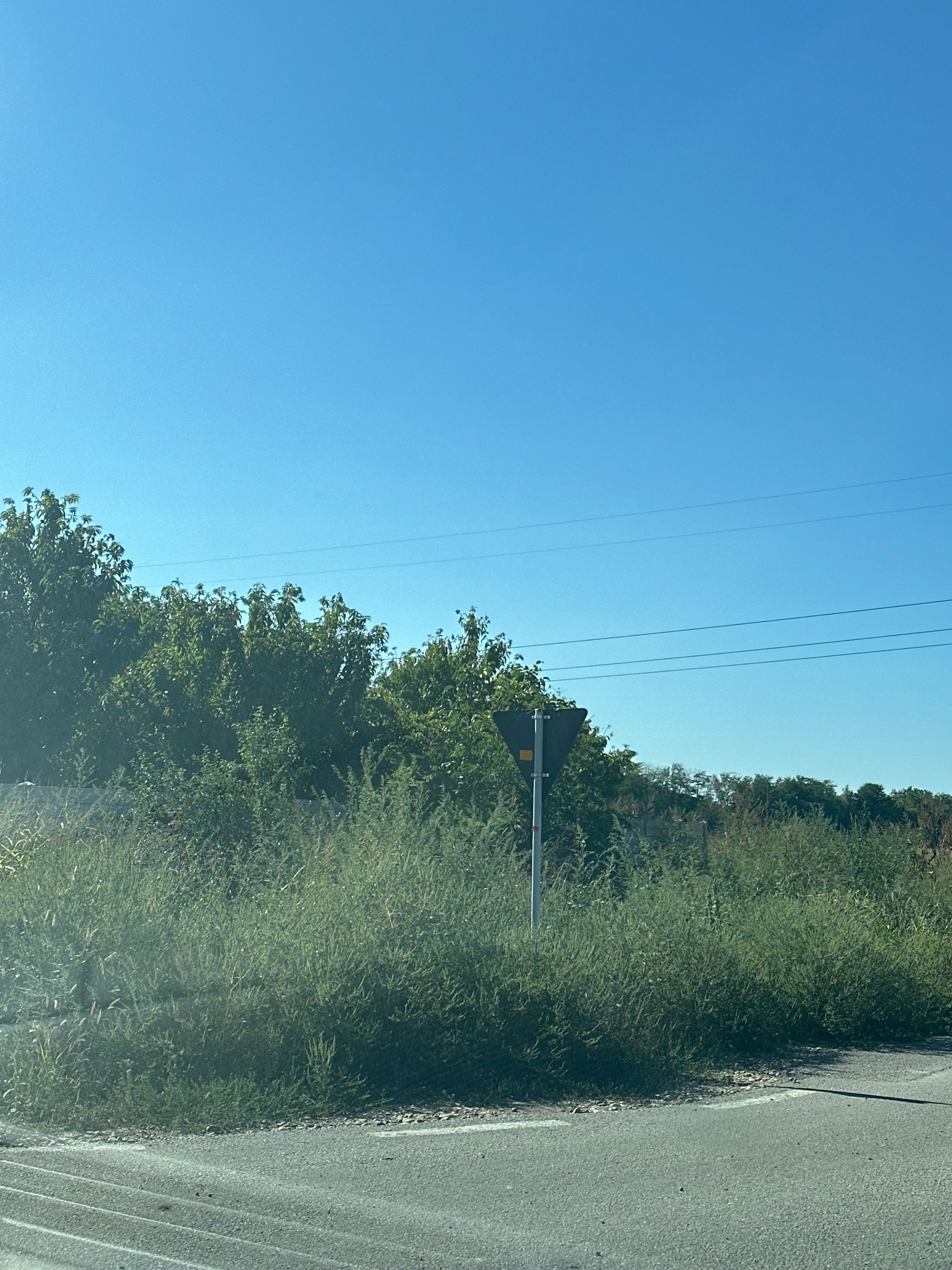 Ambrozie in Cazasu, Comuna Cazasu, Județul Brăila - image.jpg