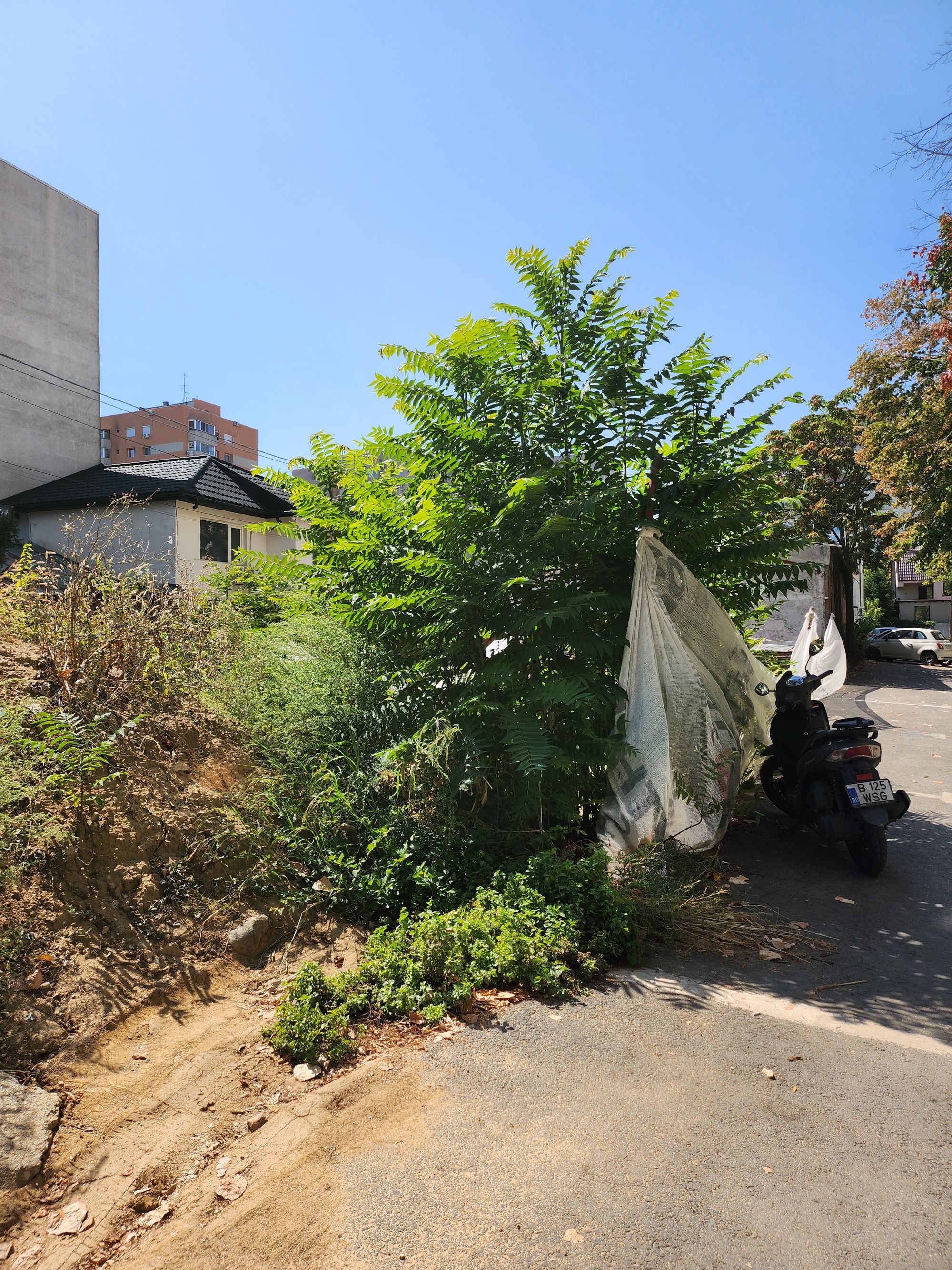 Ambrozie in Strada Florea Popa 11, București, Municipiul București - 20260831_134401.jpg